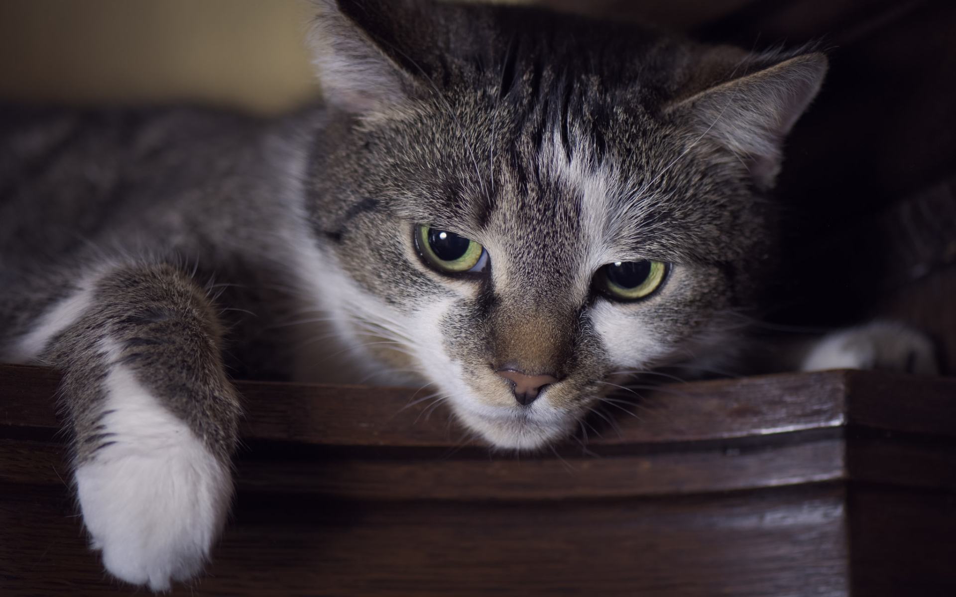 Красивый кот с зелеными глазами крупным планом