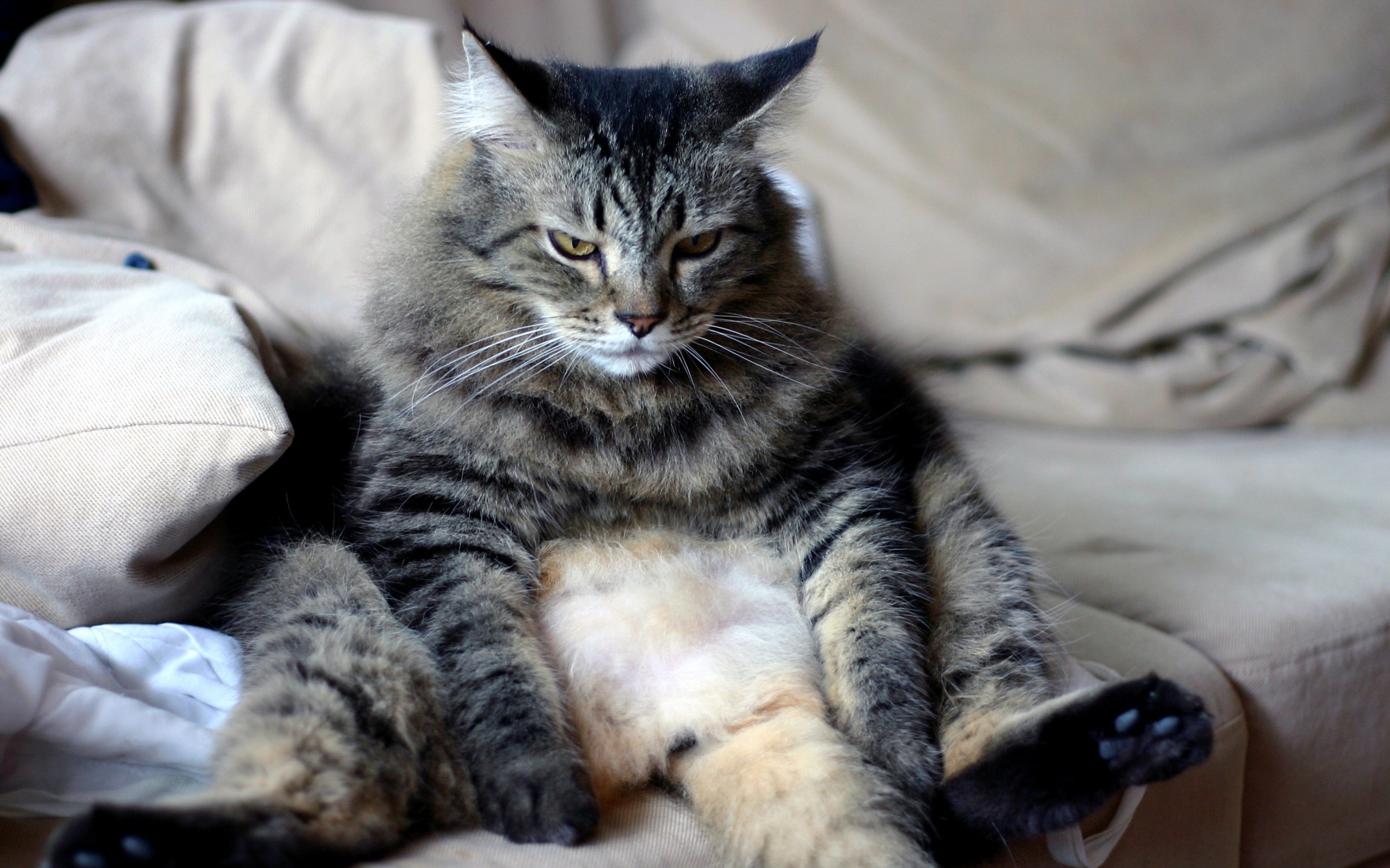 Большой грустный серый кот сидит на диване