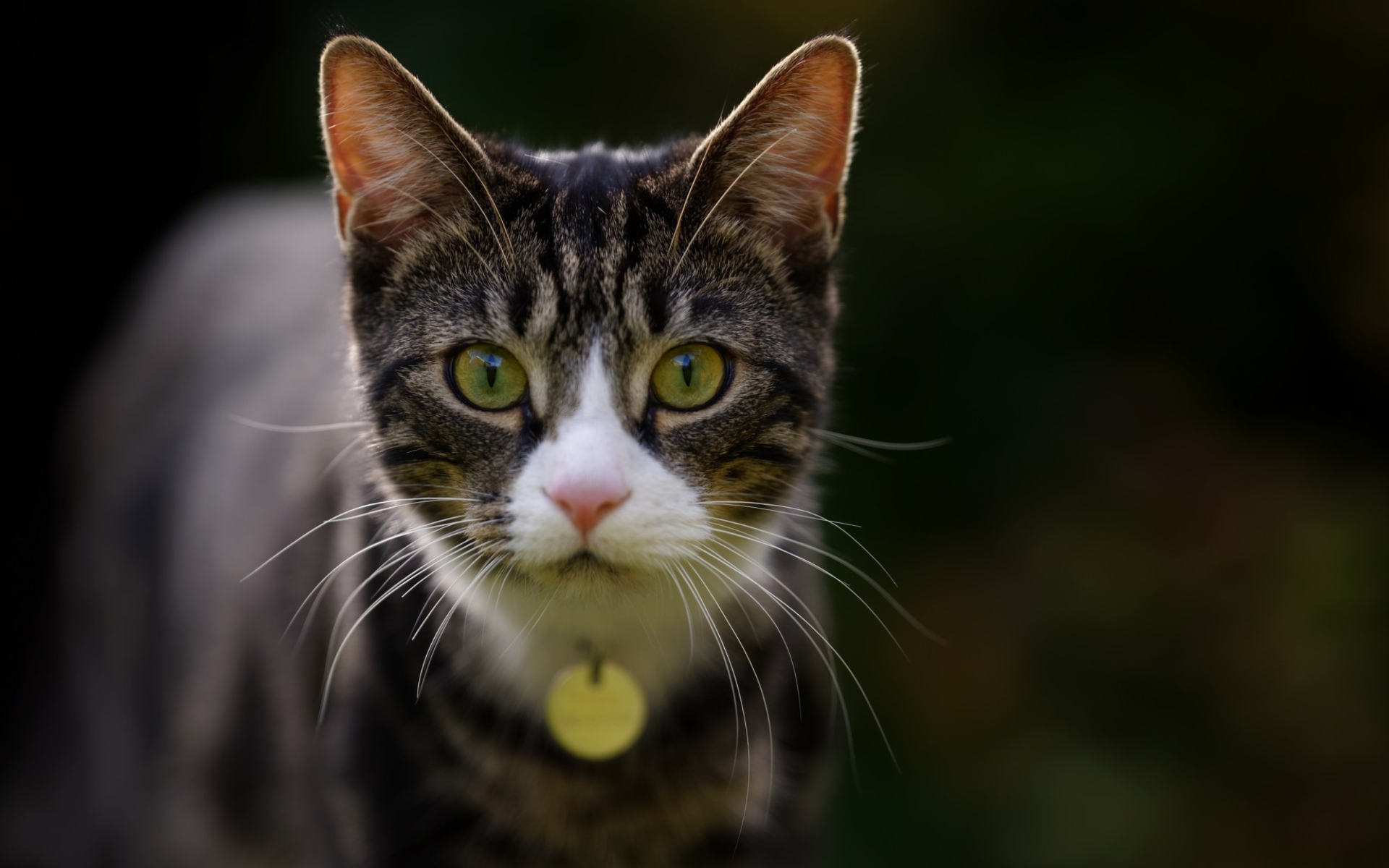 Любопытный серый кот с подвеской на шее