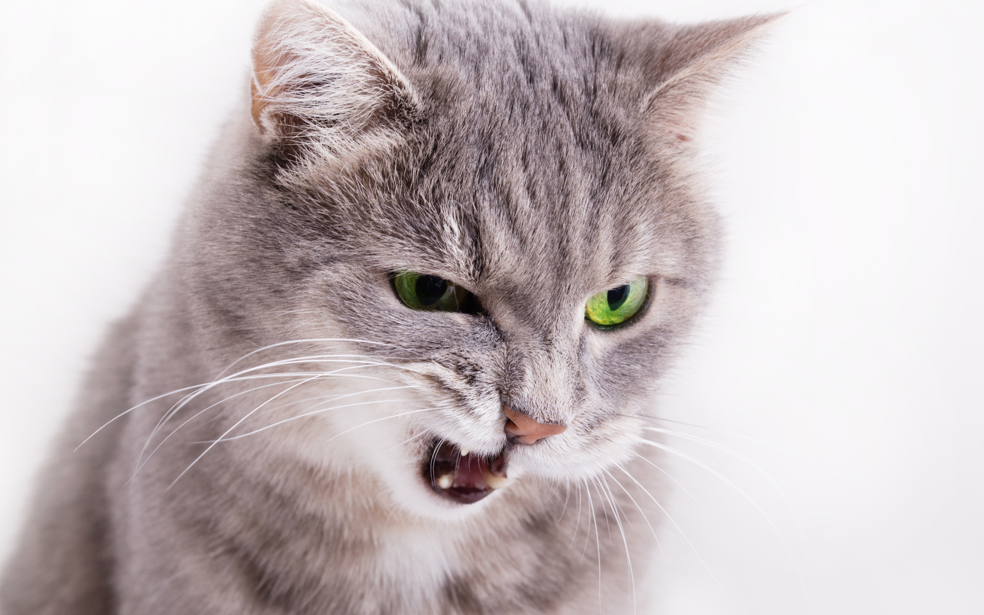 Хмурый взгляд серой кошки на белом фоне