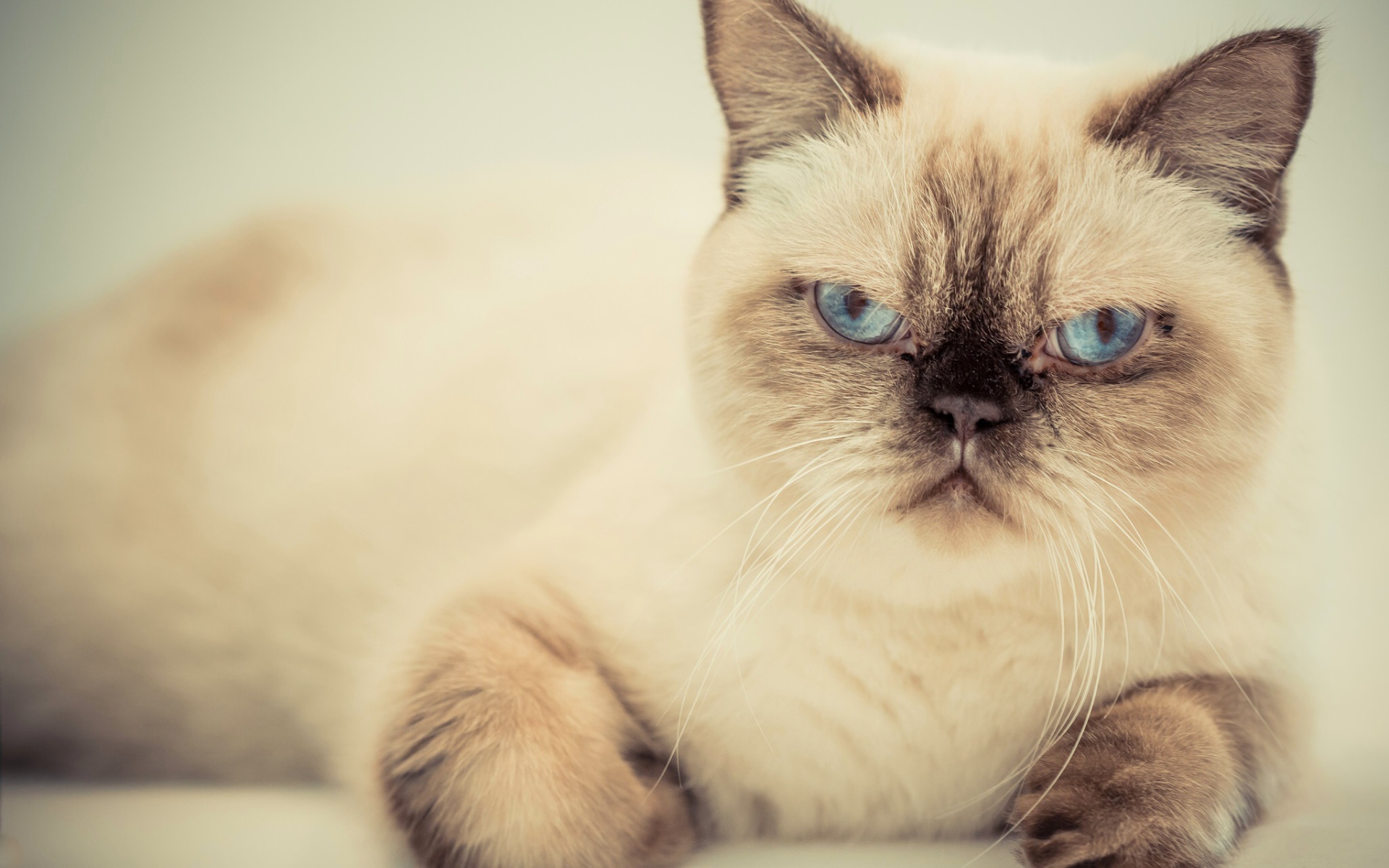 Хмурый красивый голубоглазый кот