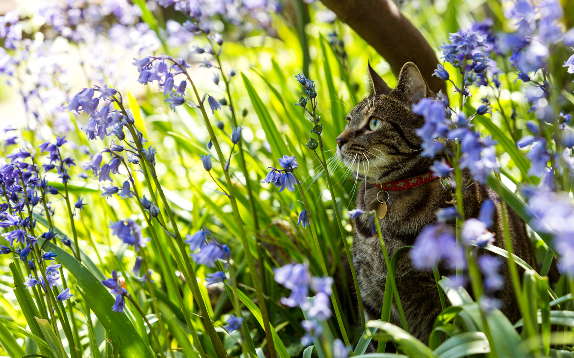 Серый кот в ошейнике сидит в голубых цветах