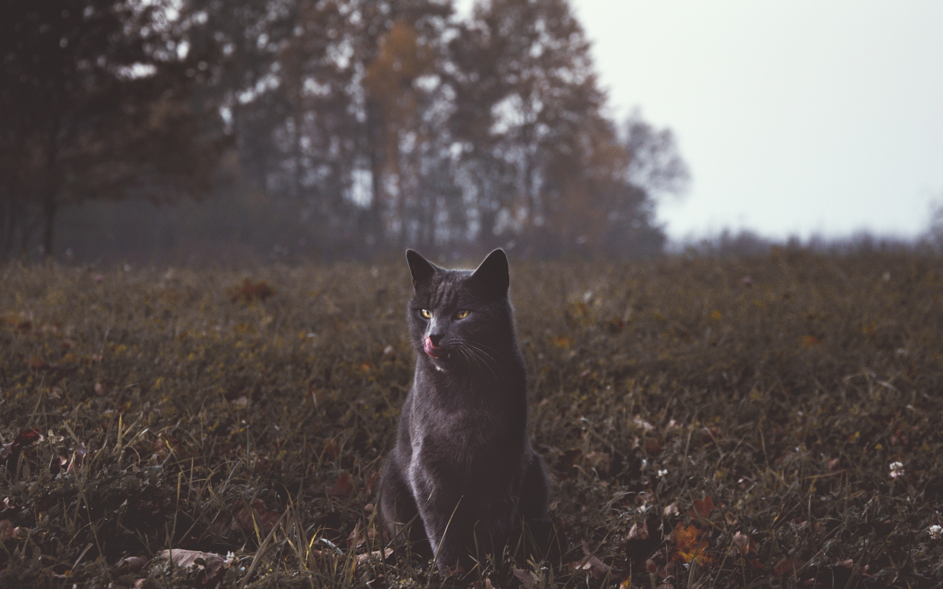 Серый кот видит траве осенью