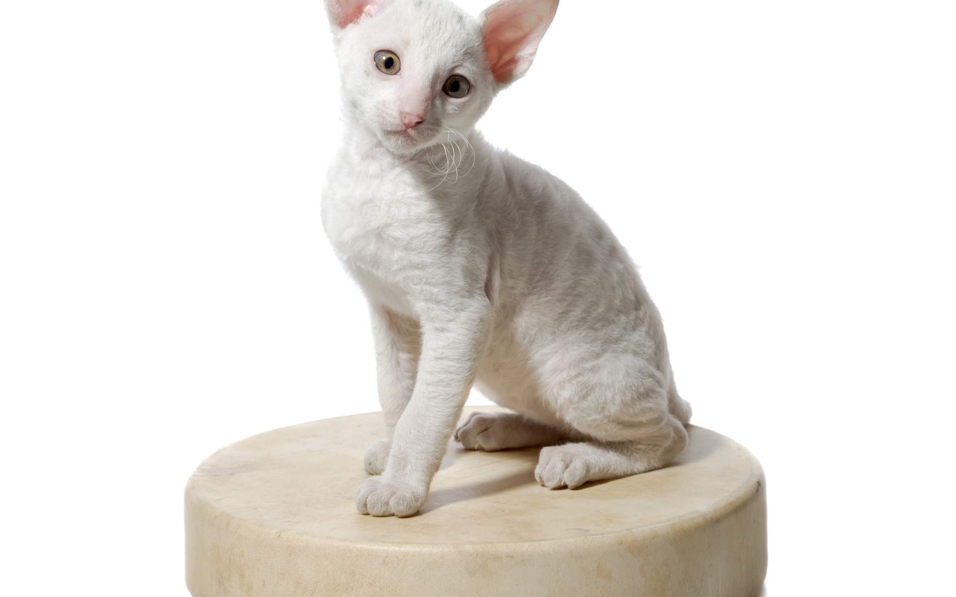 Белый котенок пород Корниш Рекс сидит на круглой подушке