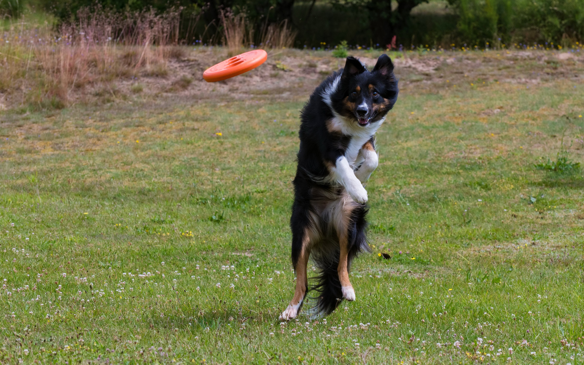 Собака породы Бордер-колли в прыжке