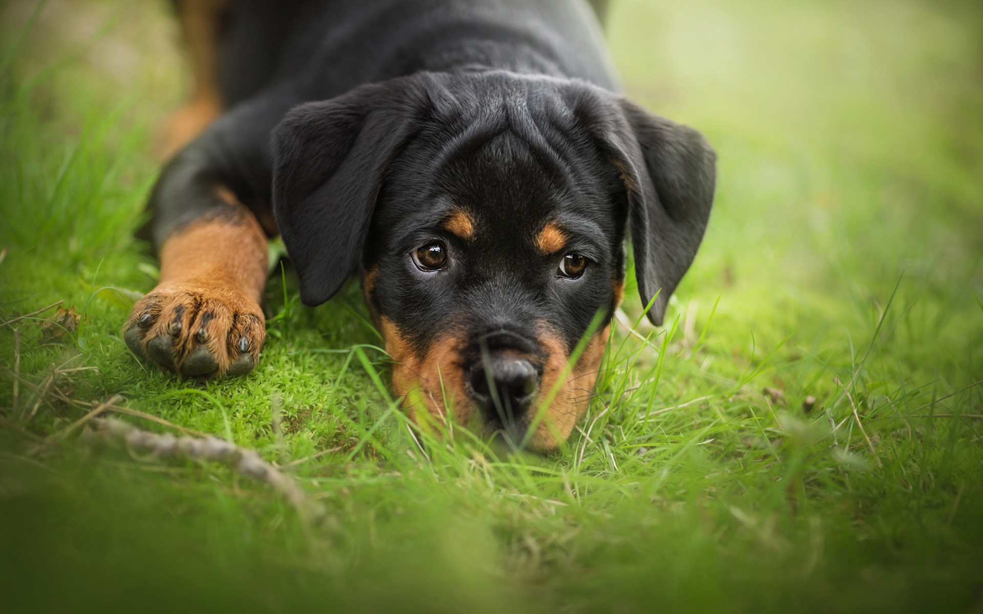 Грустный щенок ротвейлера лежит на зеленой траве