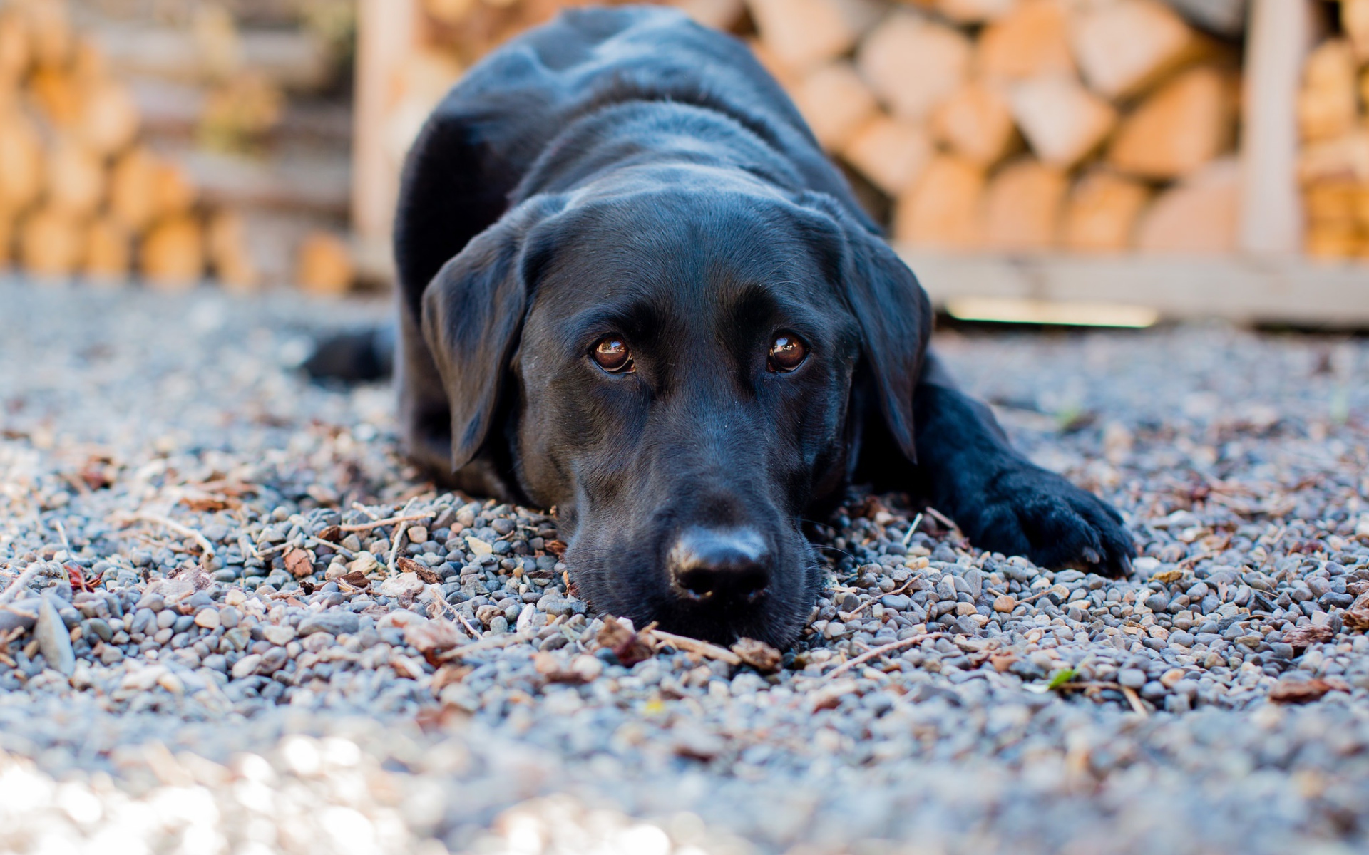 Грустный черный лабрадор лежит на мелких камнях