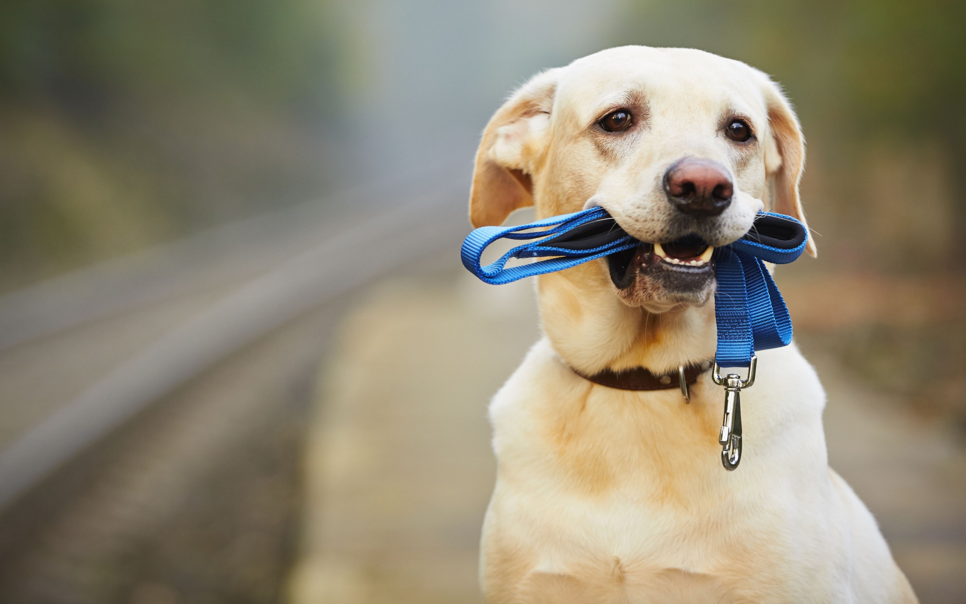 Грустный лабрадор сидит на дороге с синим поводком в зубах
