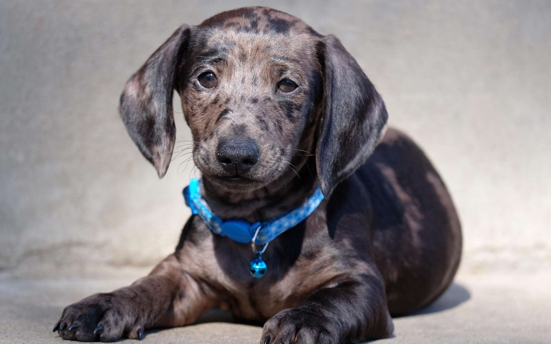 Грустный щенок таксы с голубым ошейником 