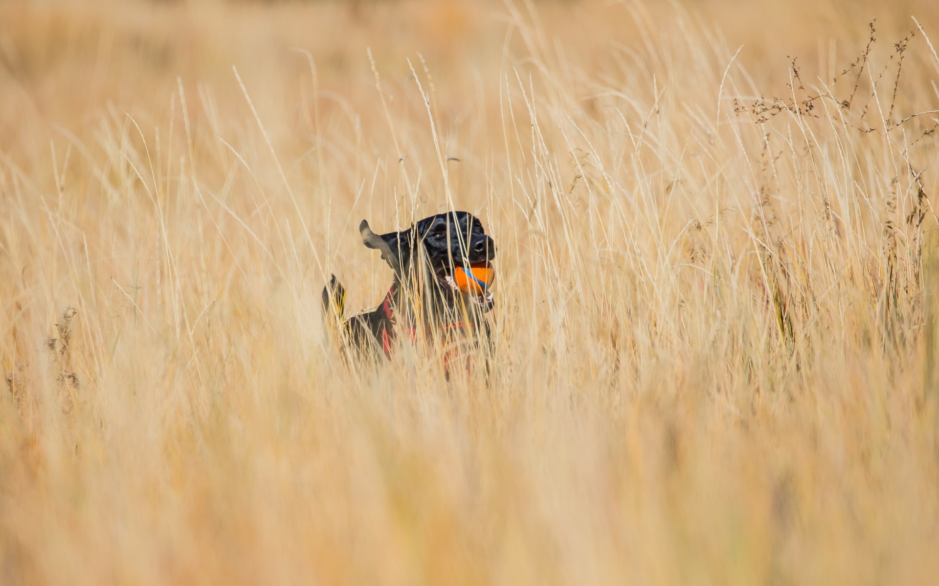 A satisfied black labrador with a toy in his teeth runs along the grass