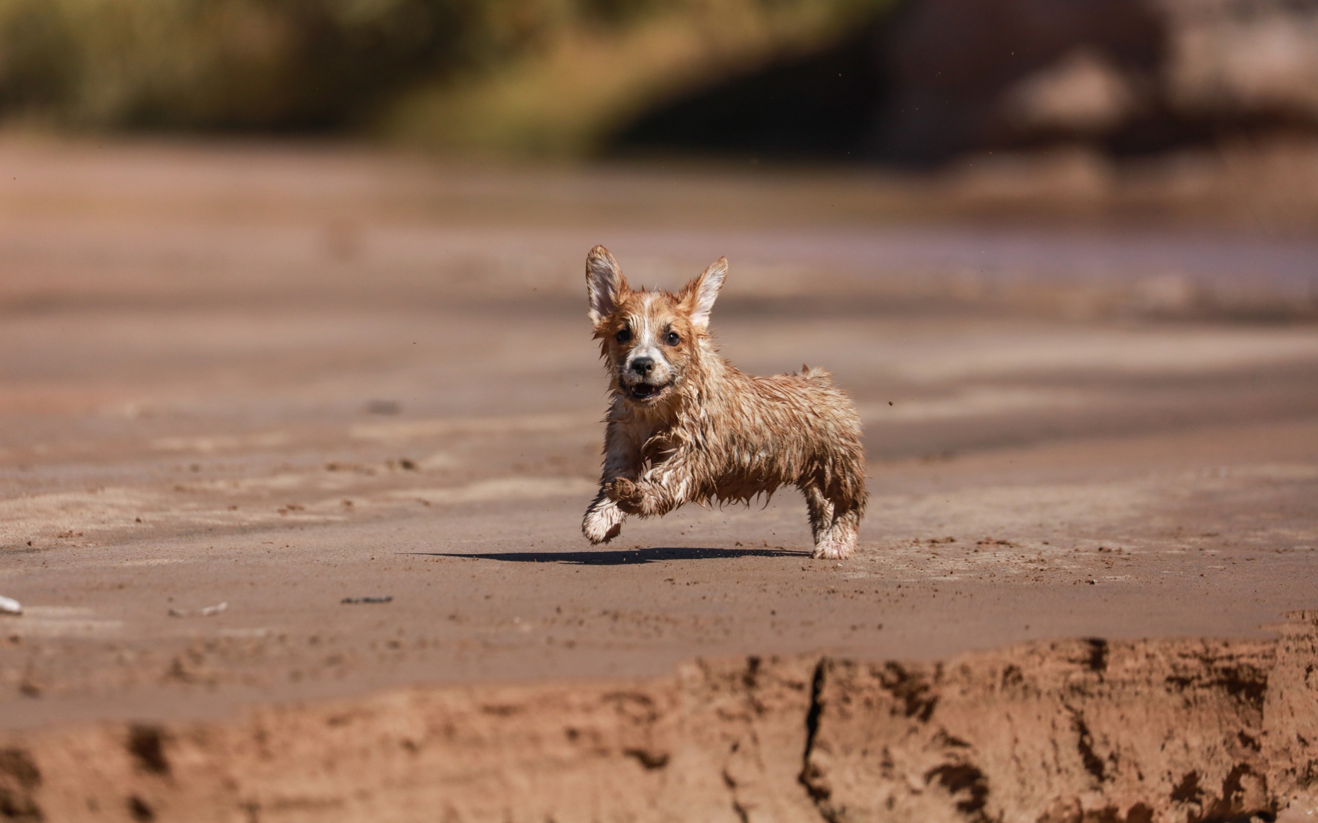 Мокрый щенок вельш корги бежит по песку