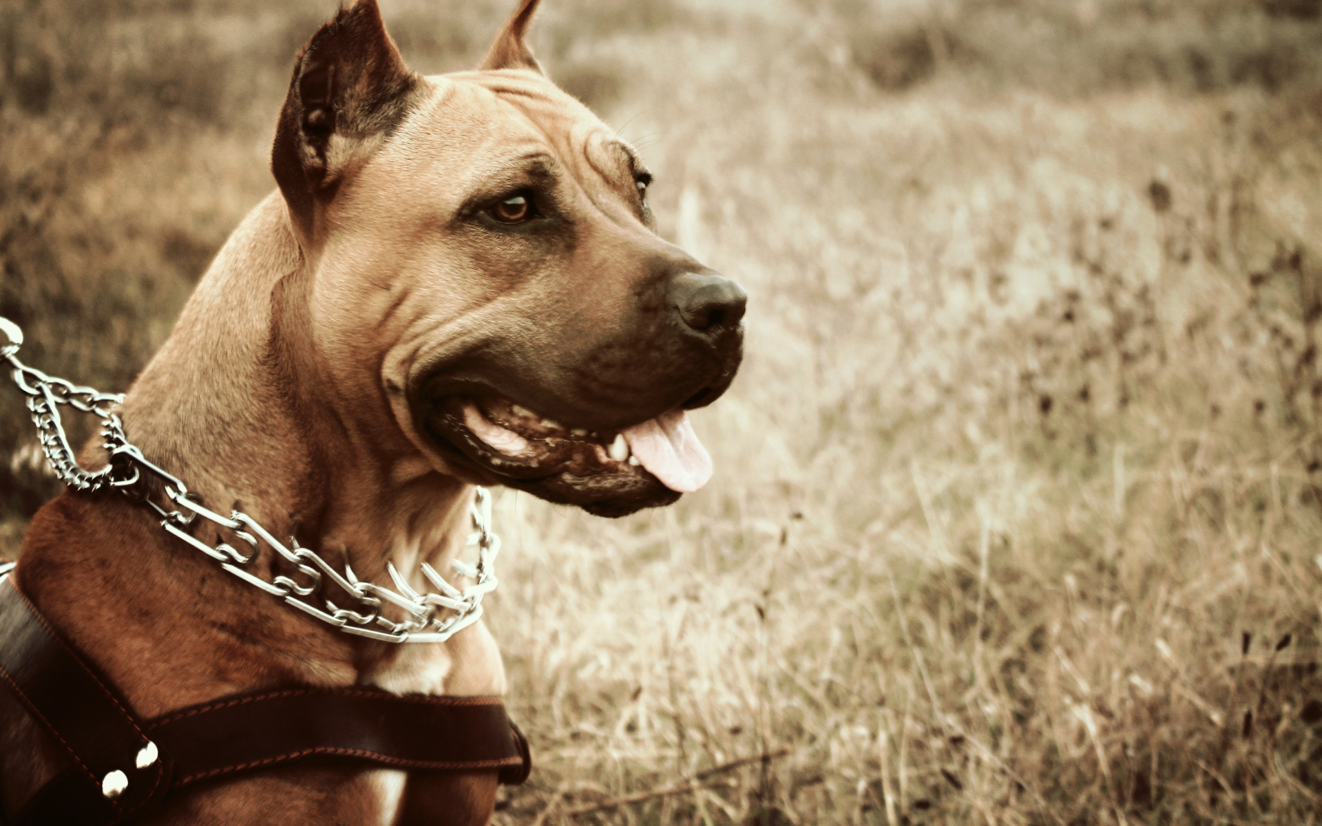 Амстафф с высунутым языком в ошейнике