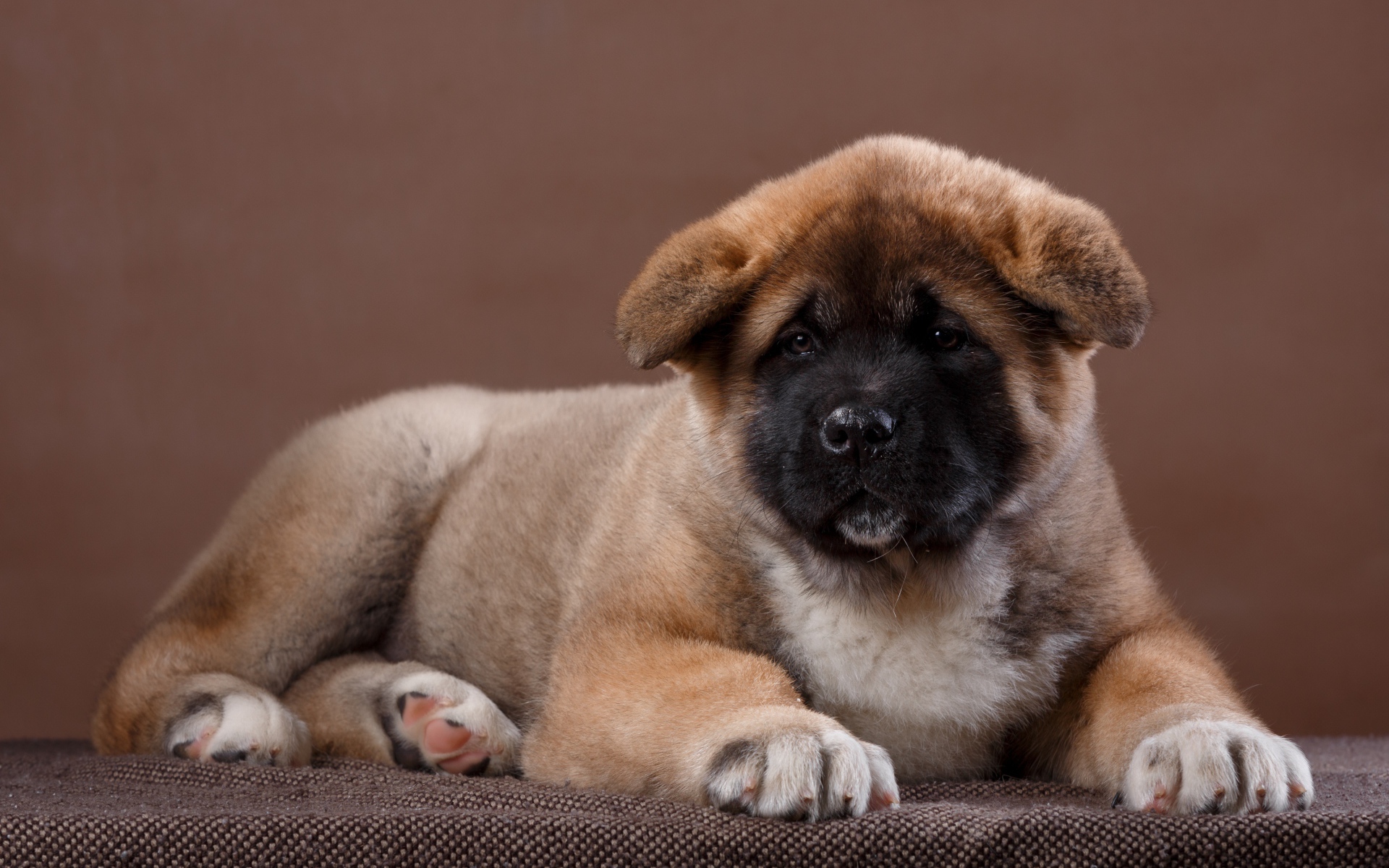 Красивый щенок породы Сиба-ину