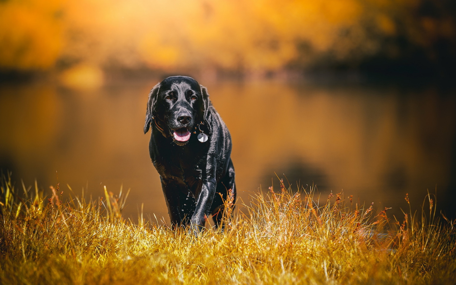 Черный мокрый лабрадор на сухой траве 