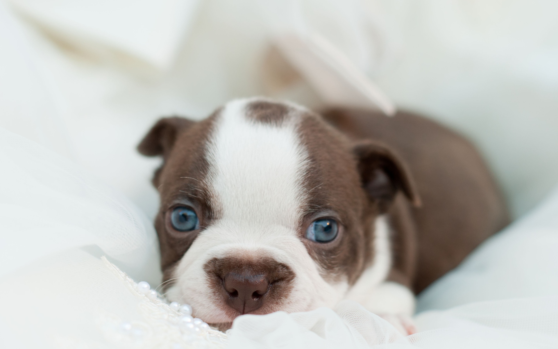 Голубоглазый маленький щенок французского бульдога 