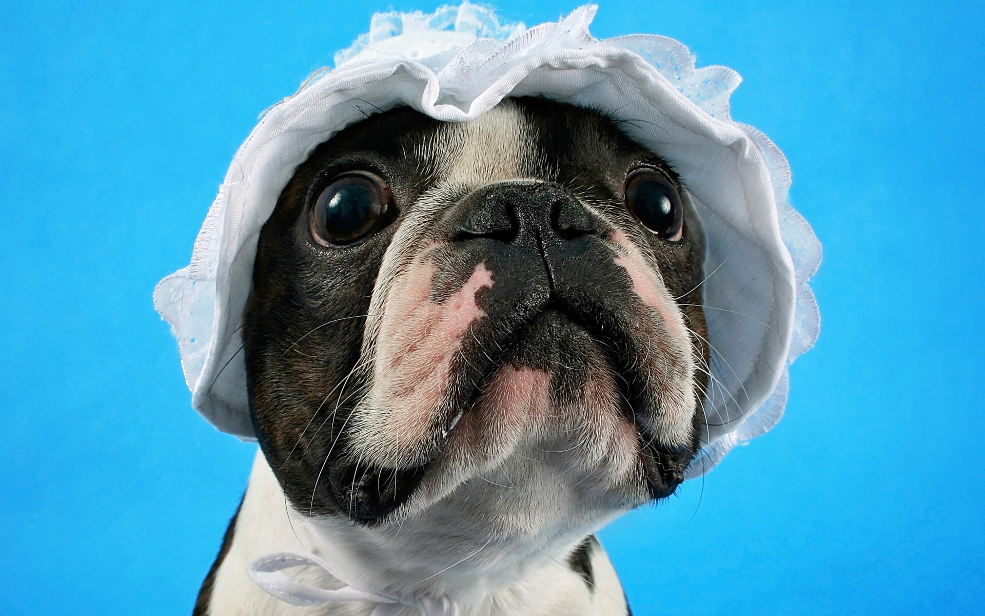Бостон-терьер в белой шапке на голубом фоне
