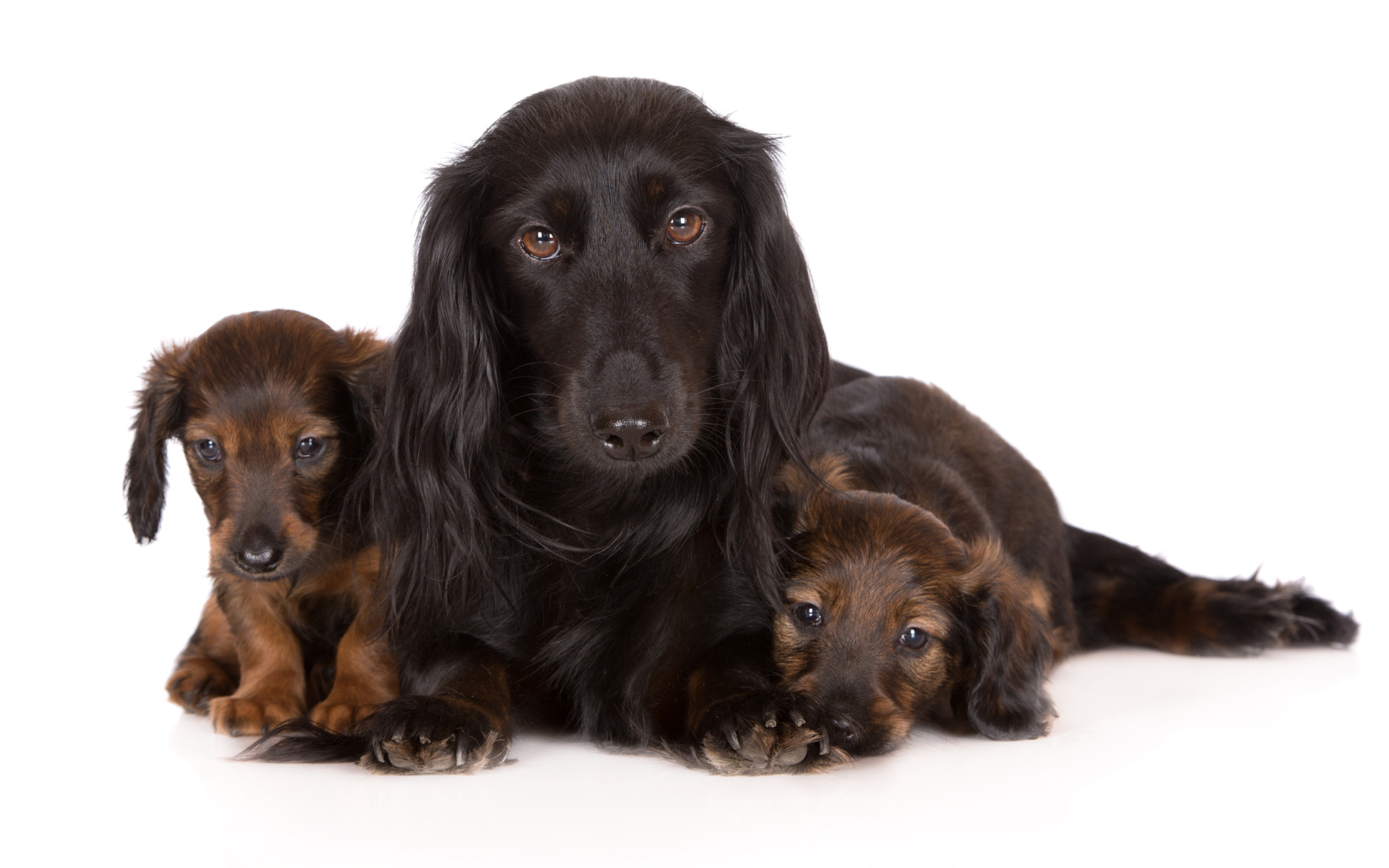 Такса с двумя забавными щенками на белом фоне