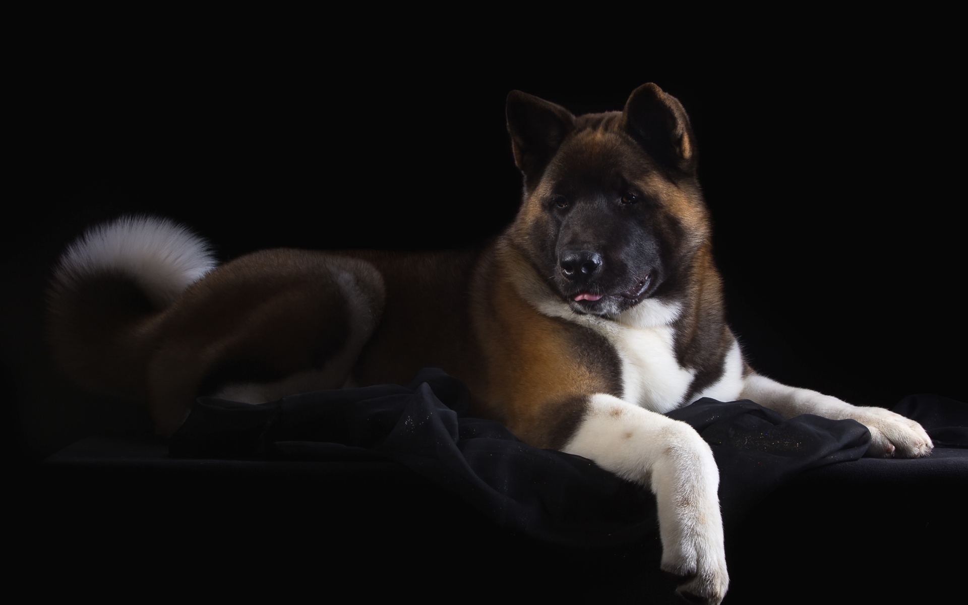 Пес породы Акита-ину на черном фоне