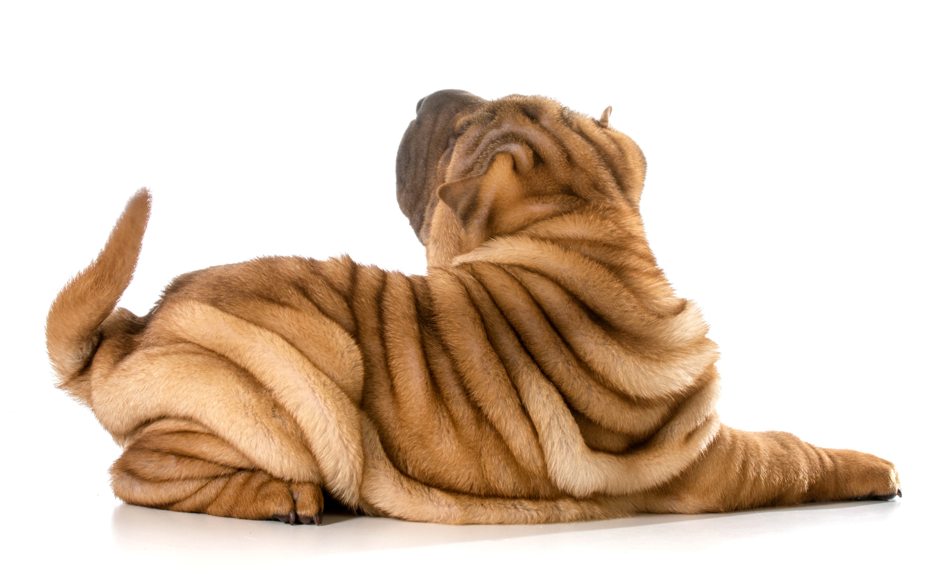 Складки на спине у собаки породы шарпей фото на белом фоне