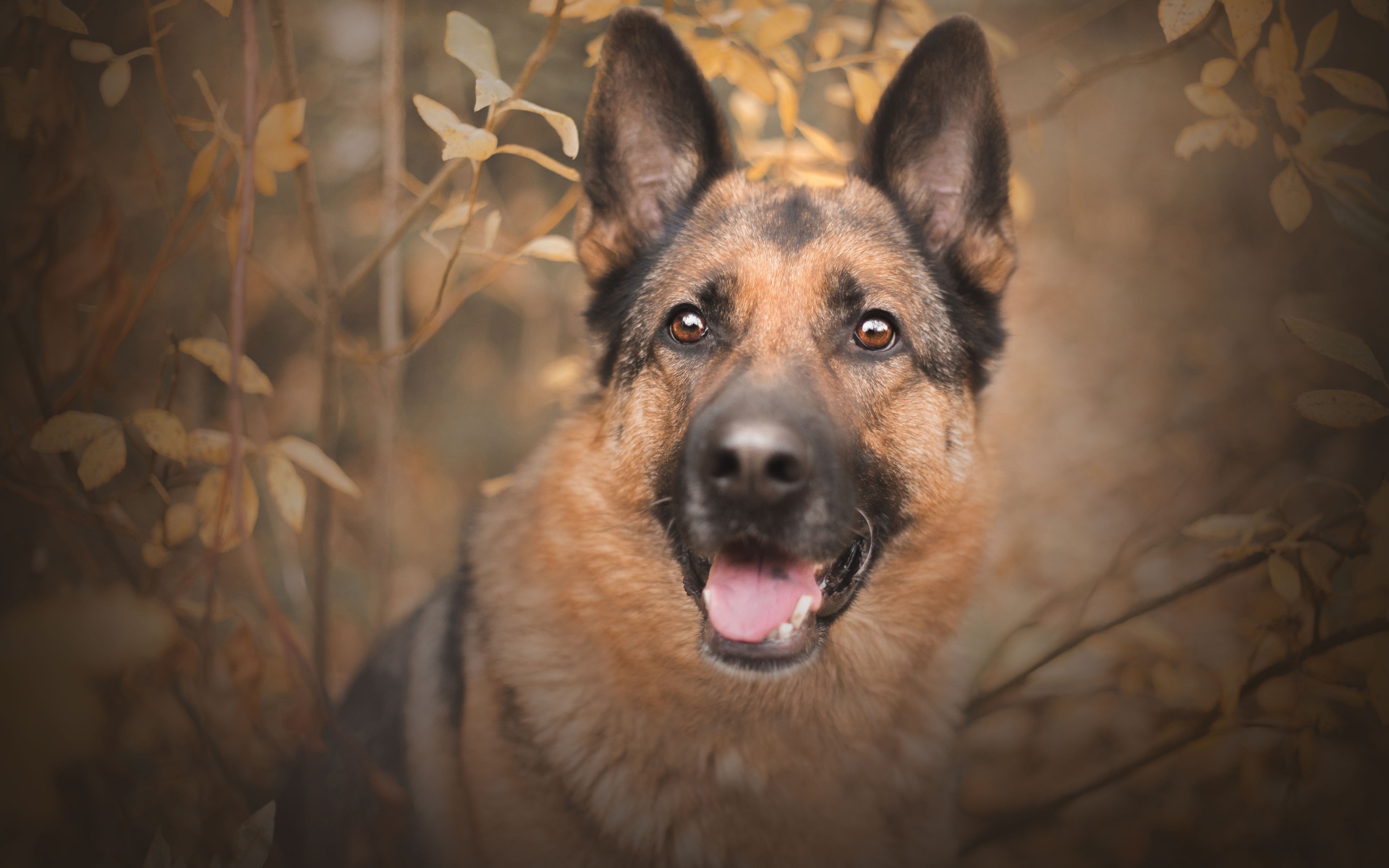 Немецкая овчарка с открытым ртом  смотрит на хозяина