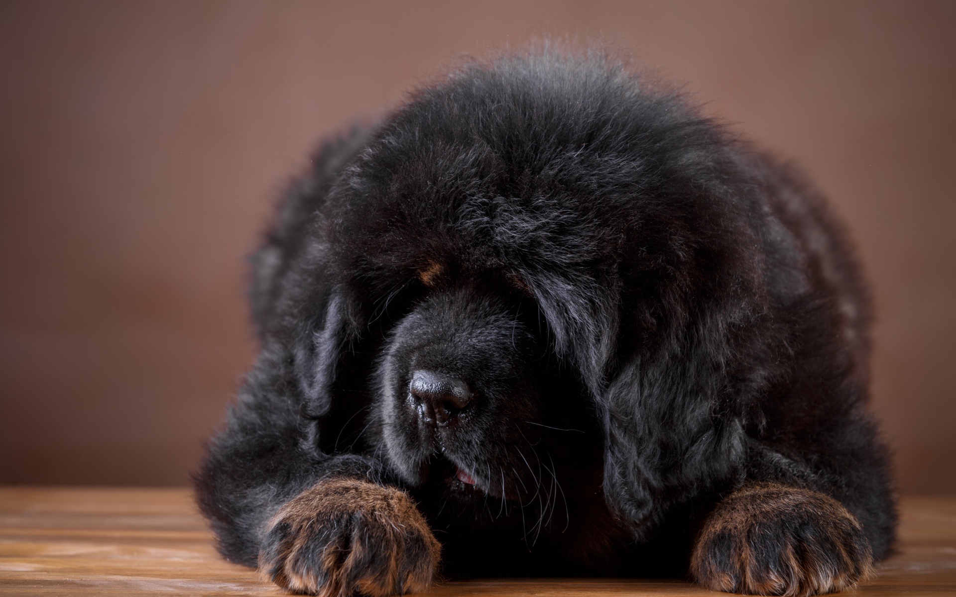 Большой пушистый черный щенок тибетского мастифа