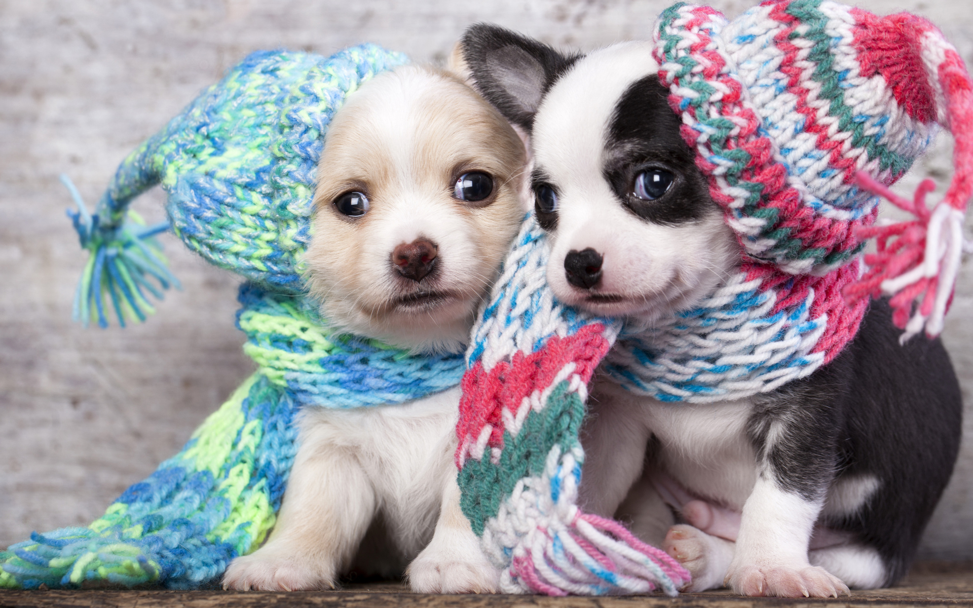 Маленькие щенята в забавных вязаных шапках 