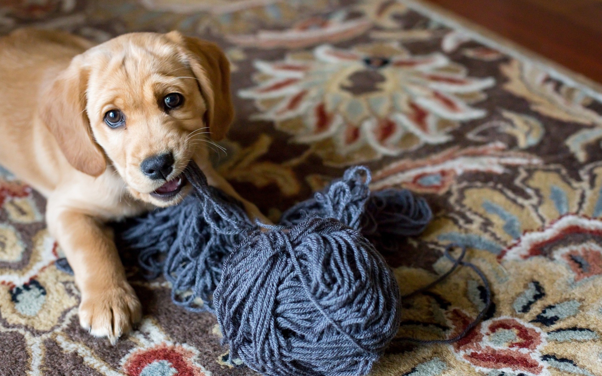 Маленький щенок грызет нитки 