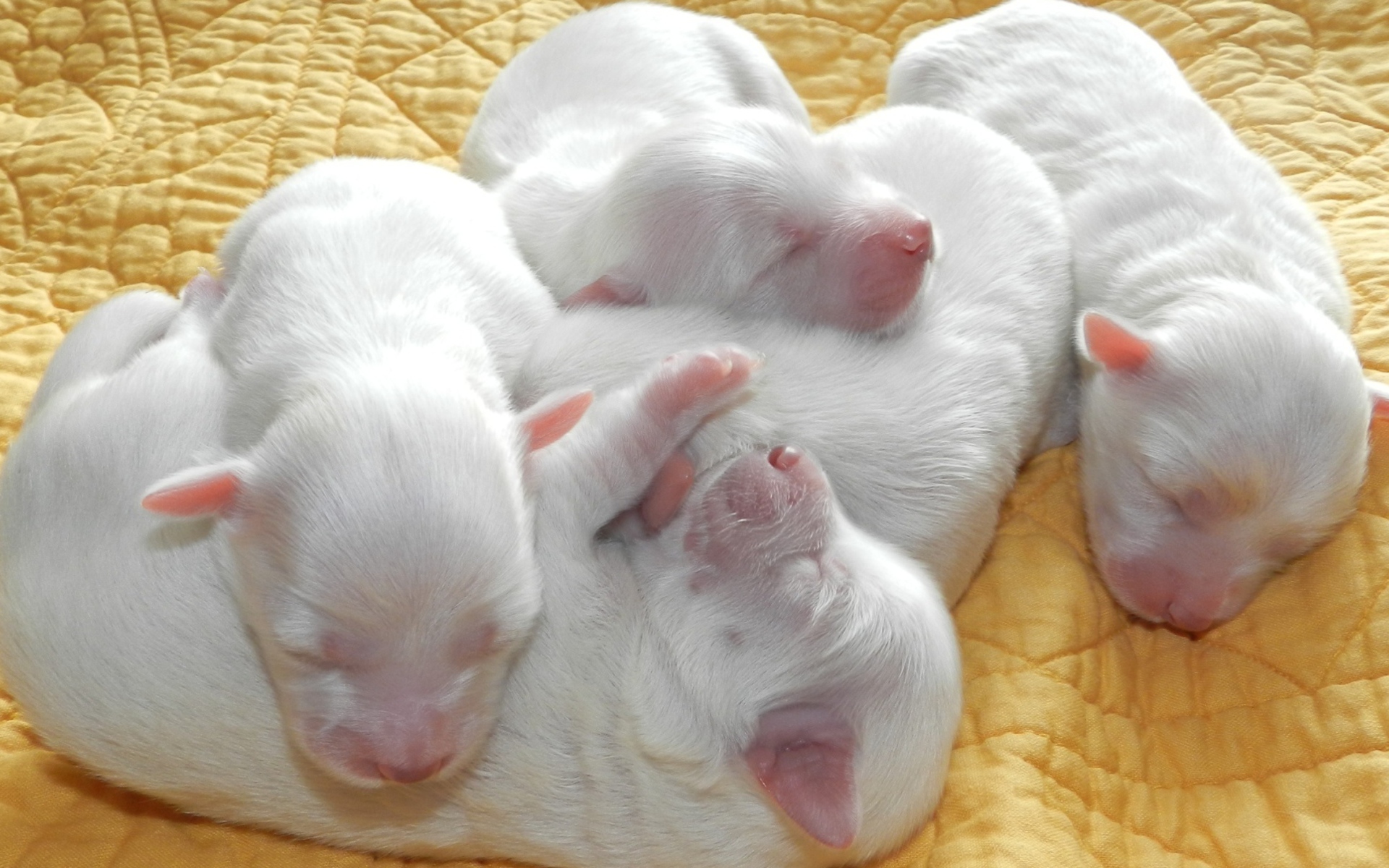Новорожденные белые щенята 