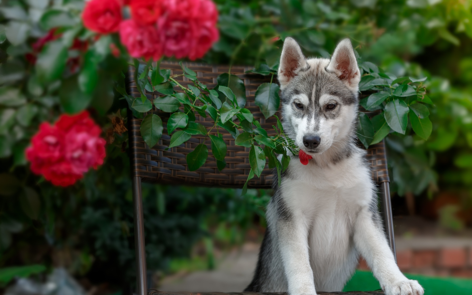 Щенок хаски стоит на стуле рядом с красными цветами