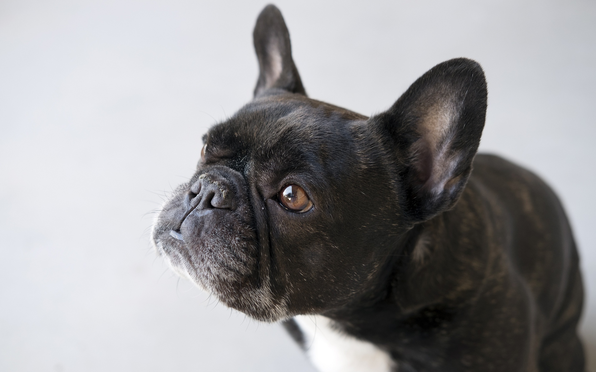 Грустная собака породы французский бульдог 