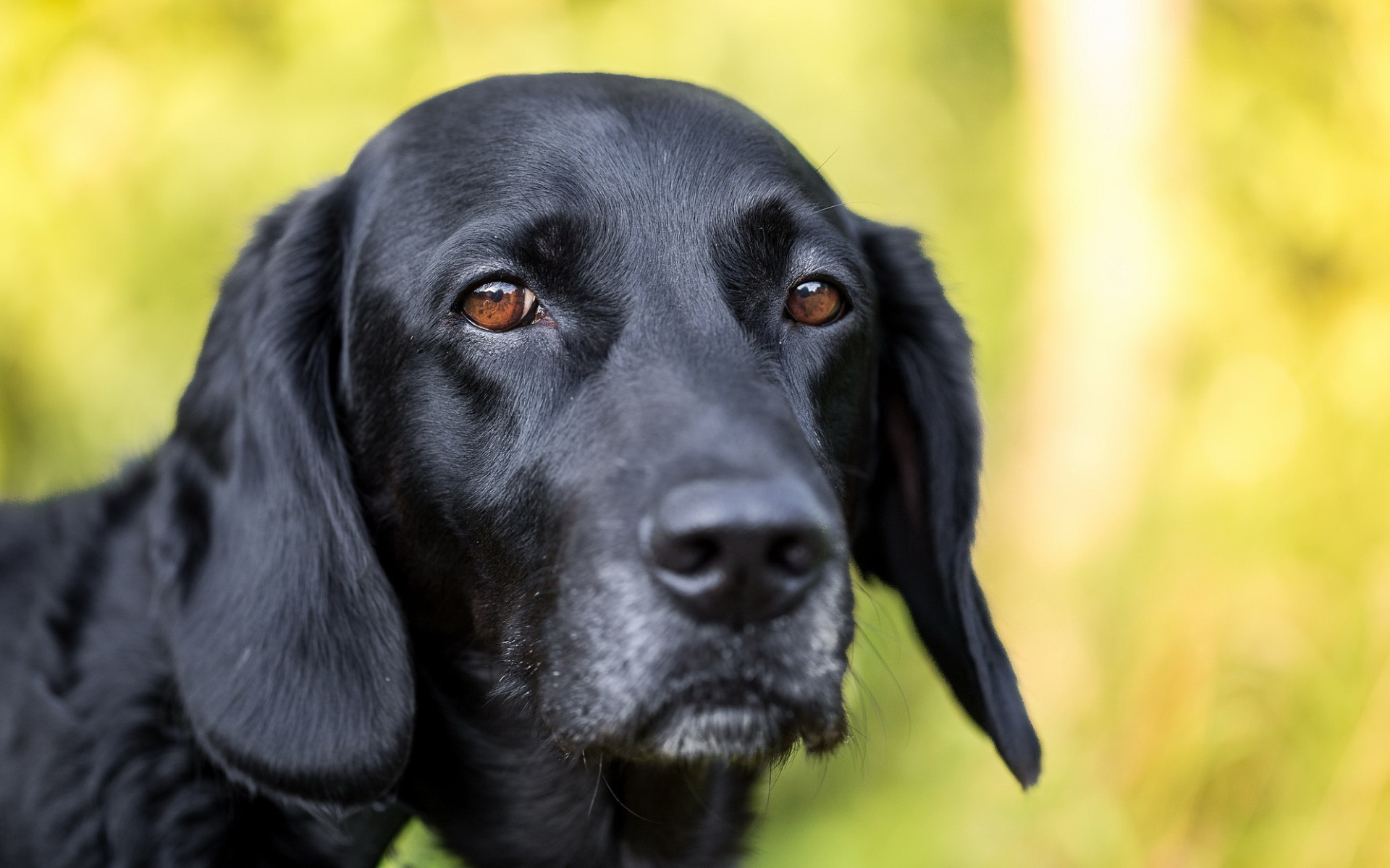 Грустная морда черного лабрадора