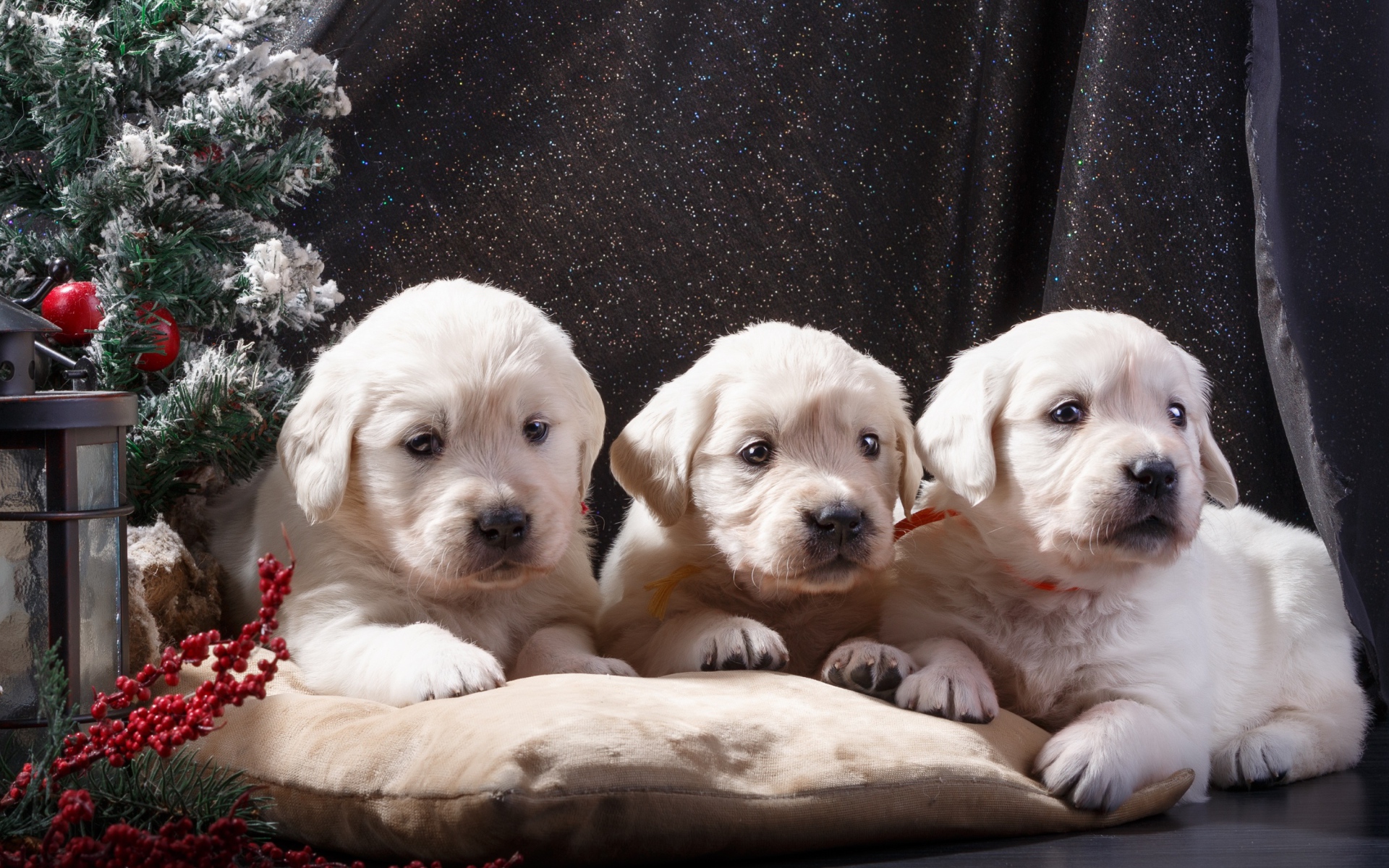 Три щенка золотистого ретривера лежат на подушке у маленькой елки