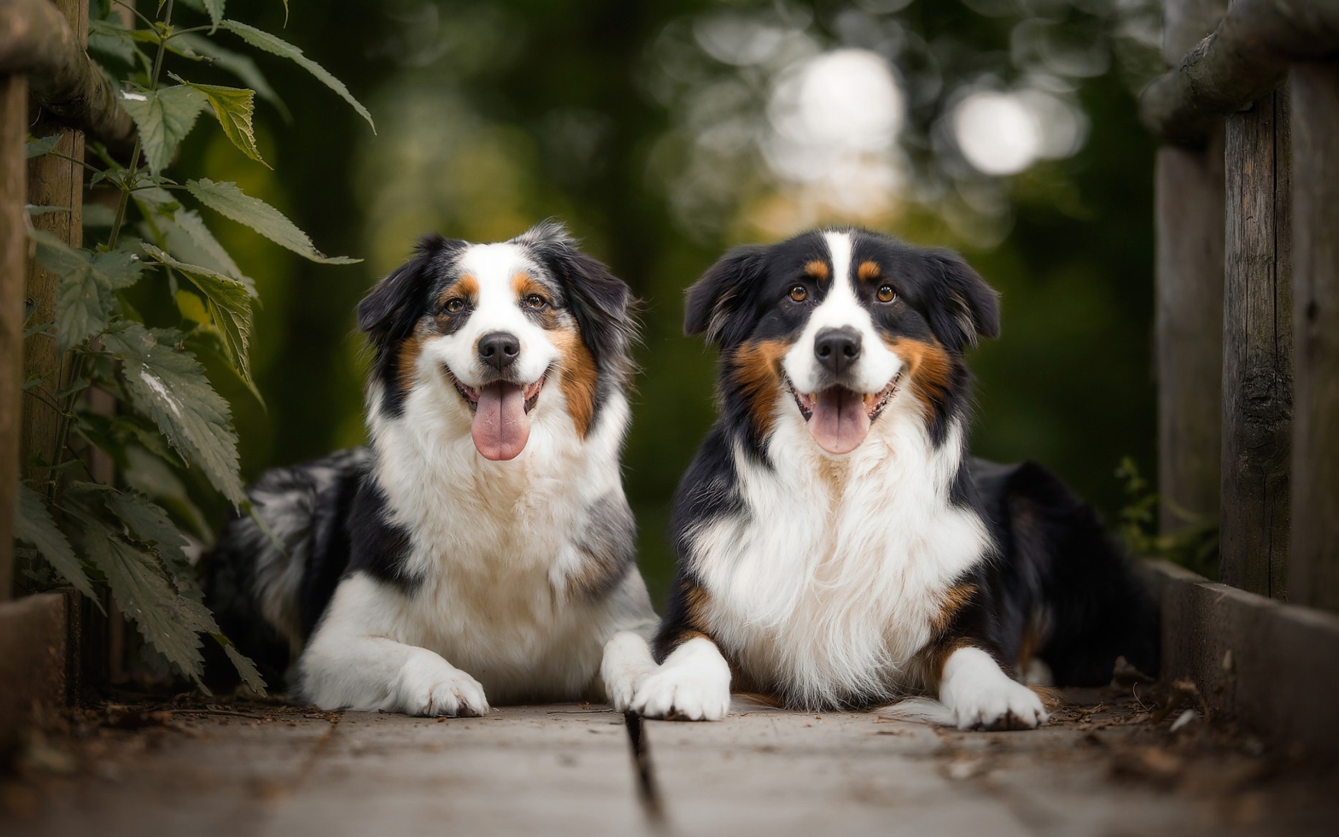 Две австралийские овчарки лежат в высунутым языком