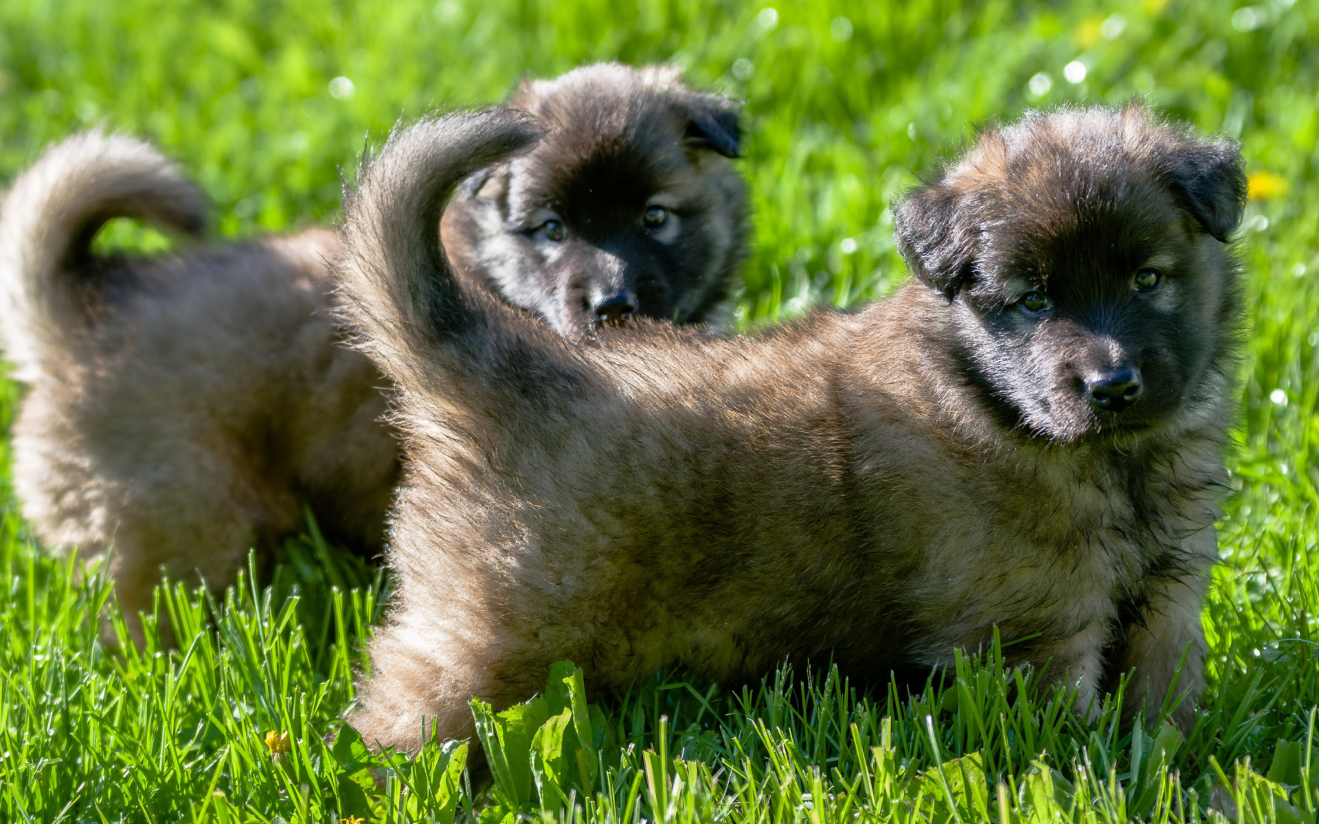 Два милых щенка немецкой овчарки на зеленой траве 
