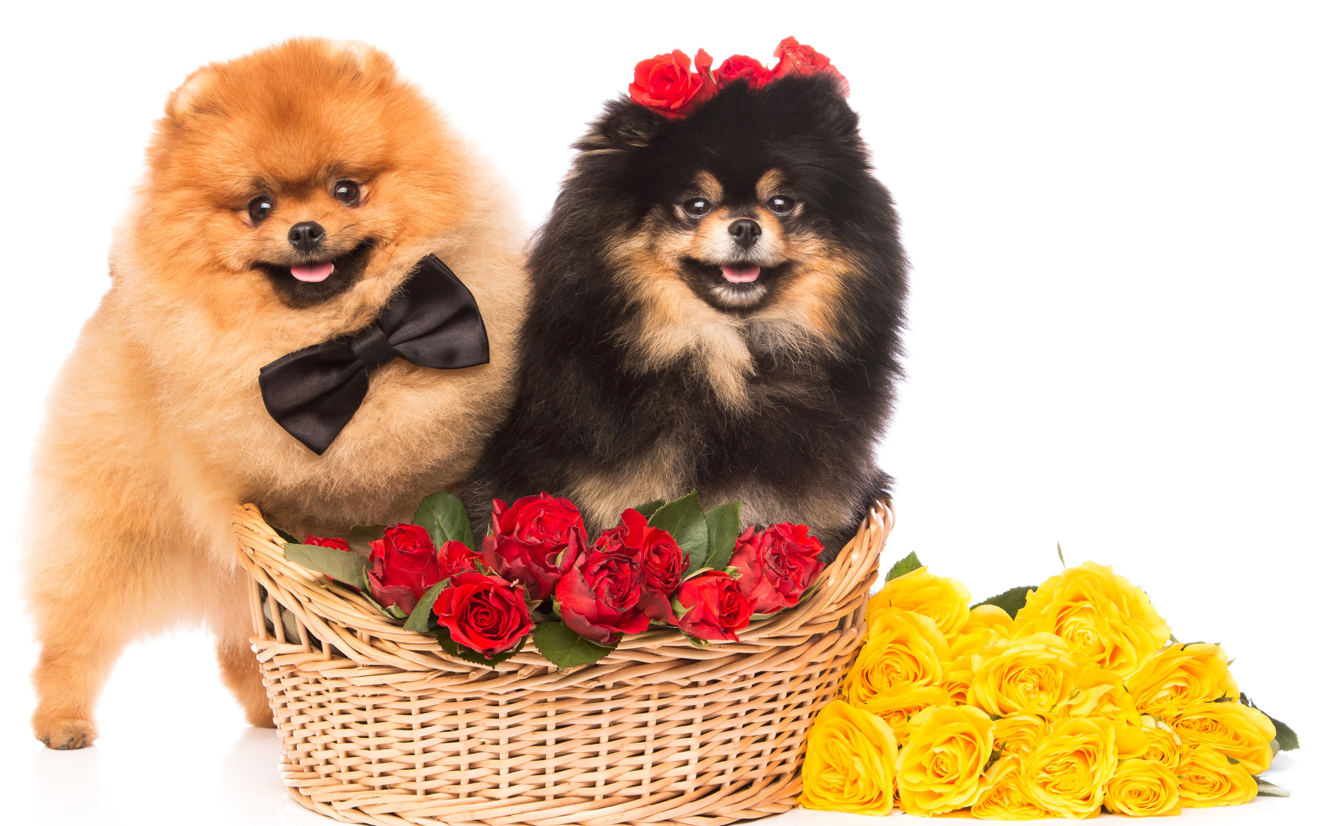 Две собаки породы шпиц с красными и желтыми розами