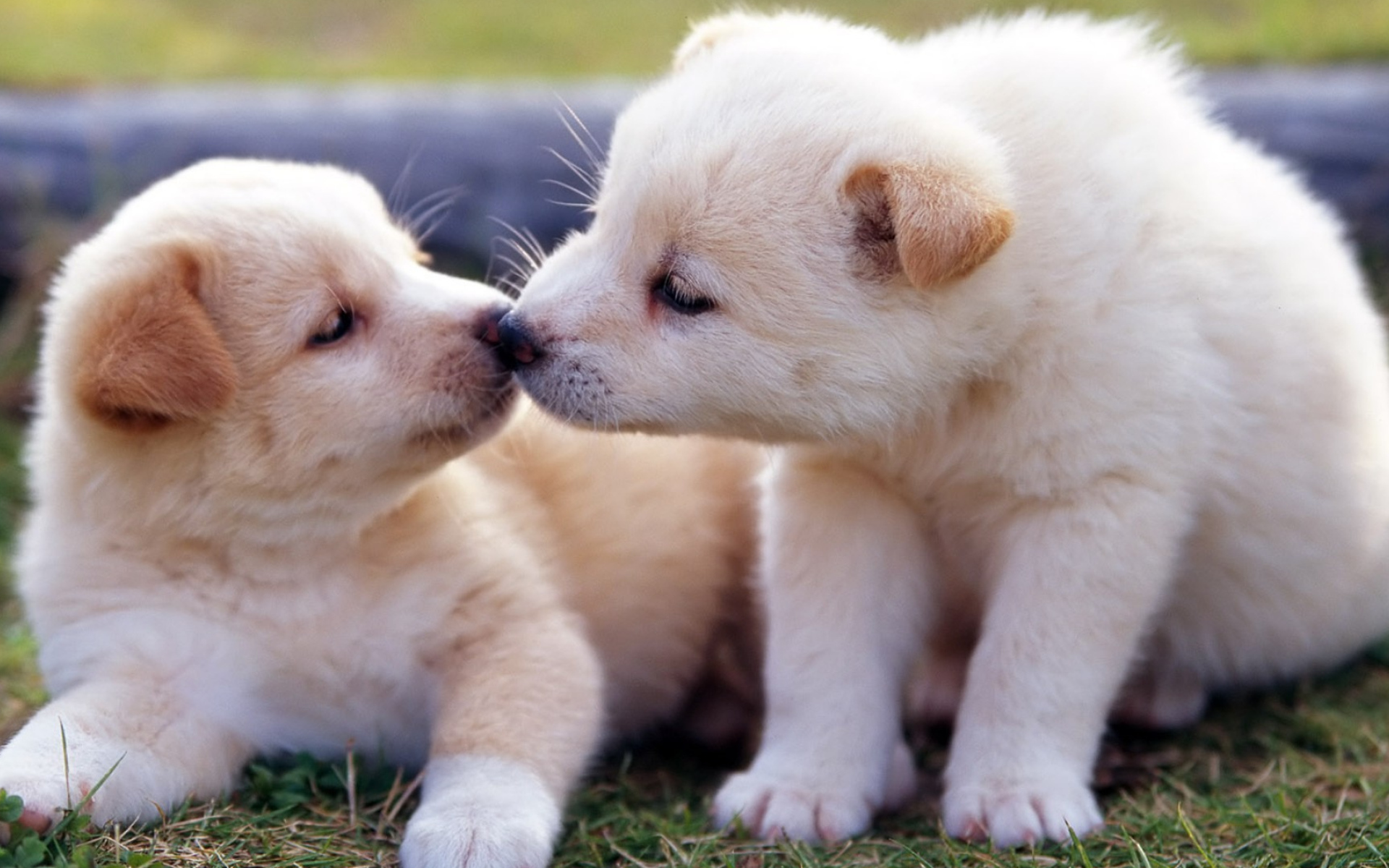 Два маленьких  забавных щенка золотистого ретривера 