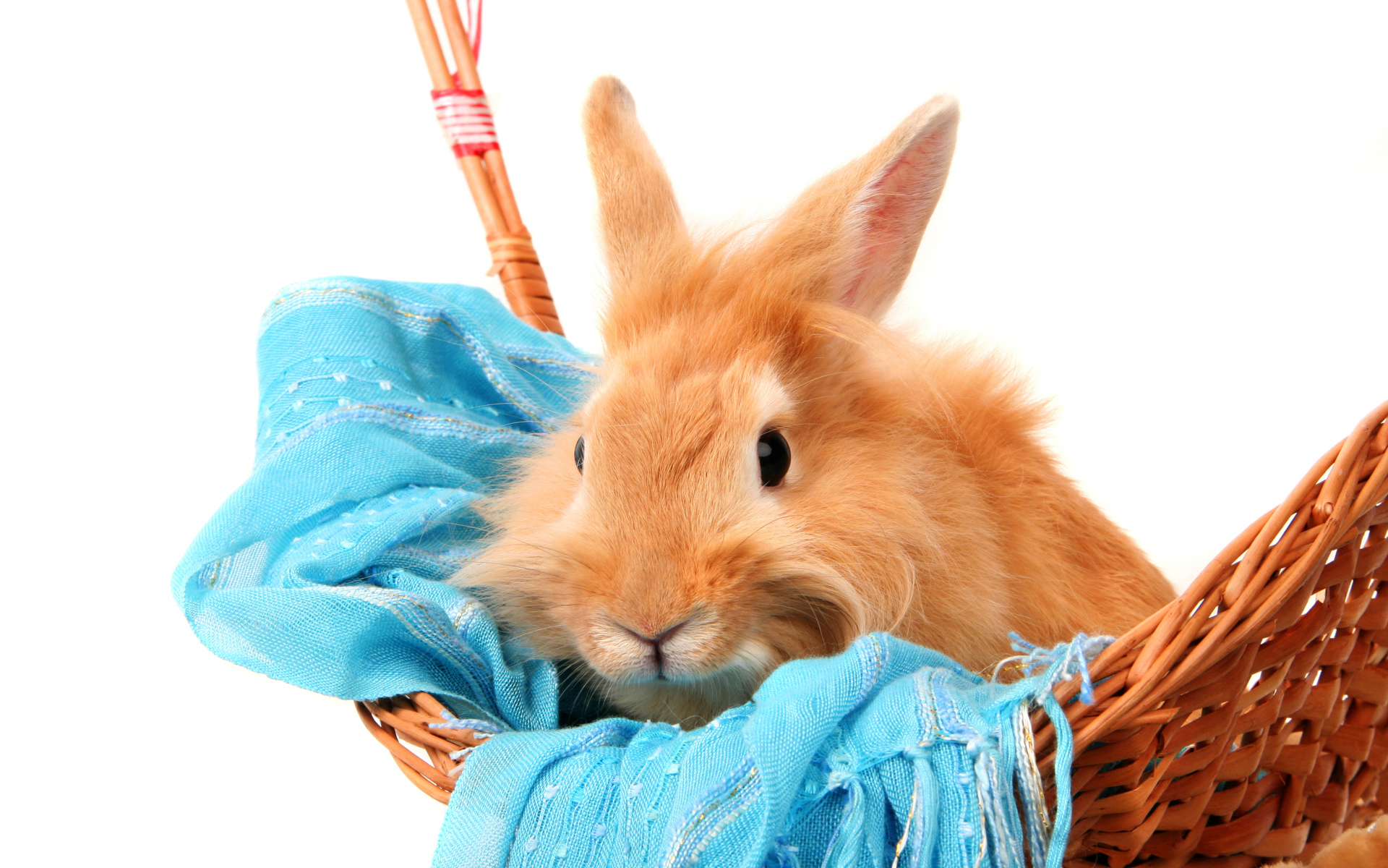 Рыжий пушистый кролик сидит в корзине на синем шарфе на белом фоне
