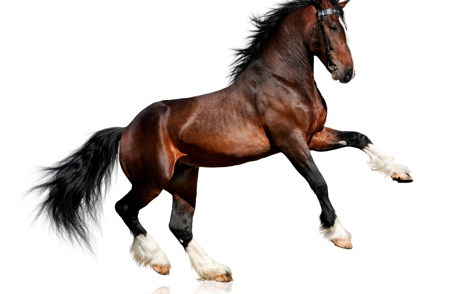 Beautiful brown horse on a white background