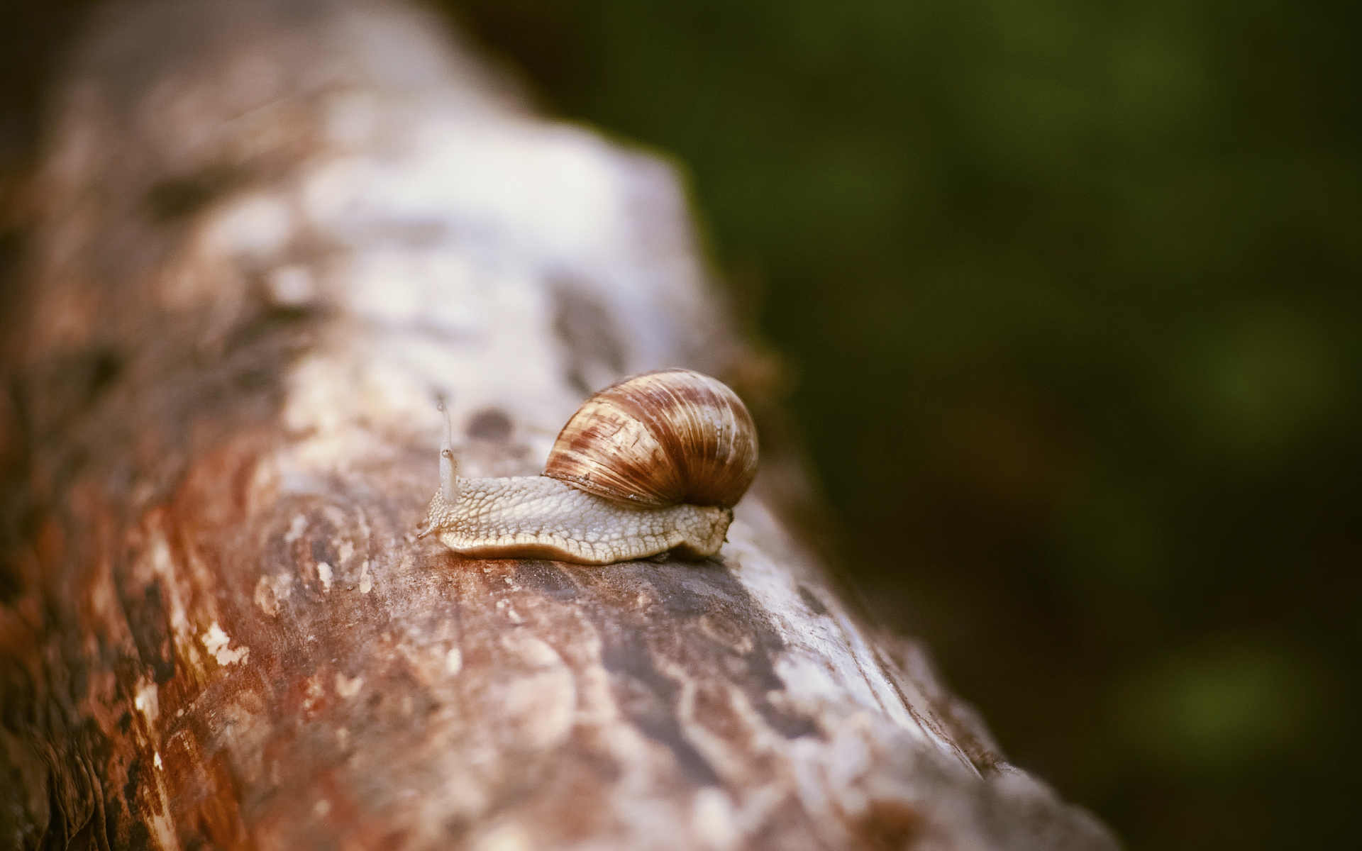 Улитка сидит на сухом стволе дерева