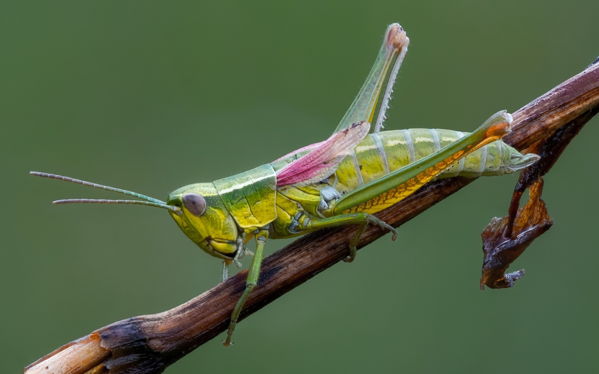 Зеленый кузнечик на ветке крупным планом 
