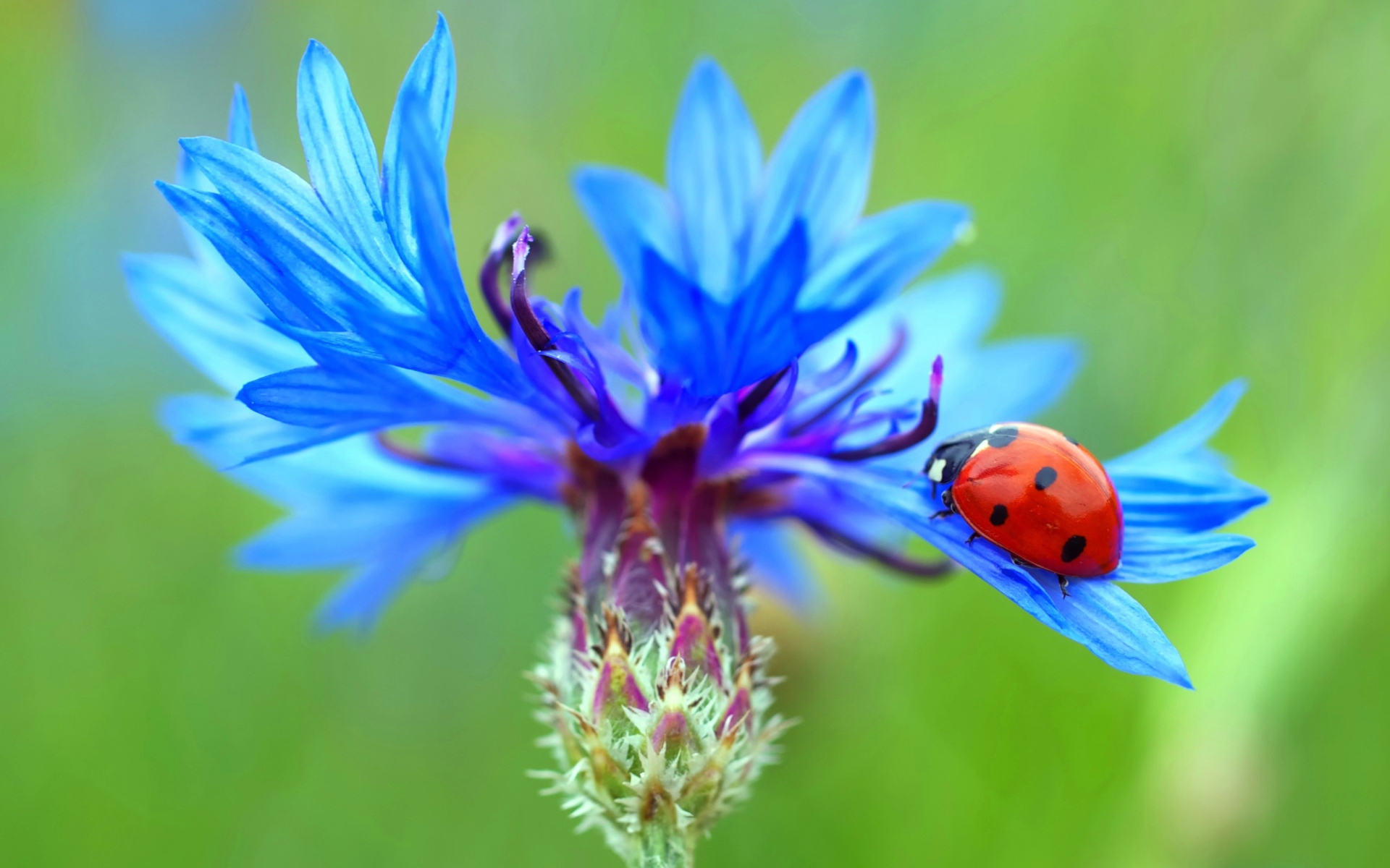 Божья коровка сидит на голубом васильке