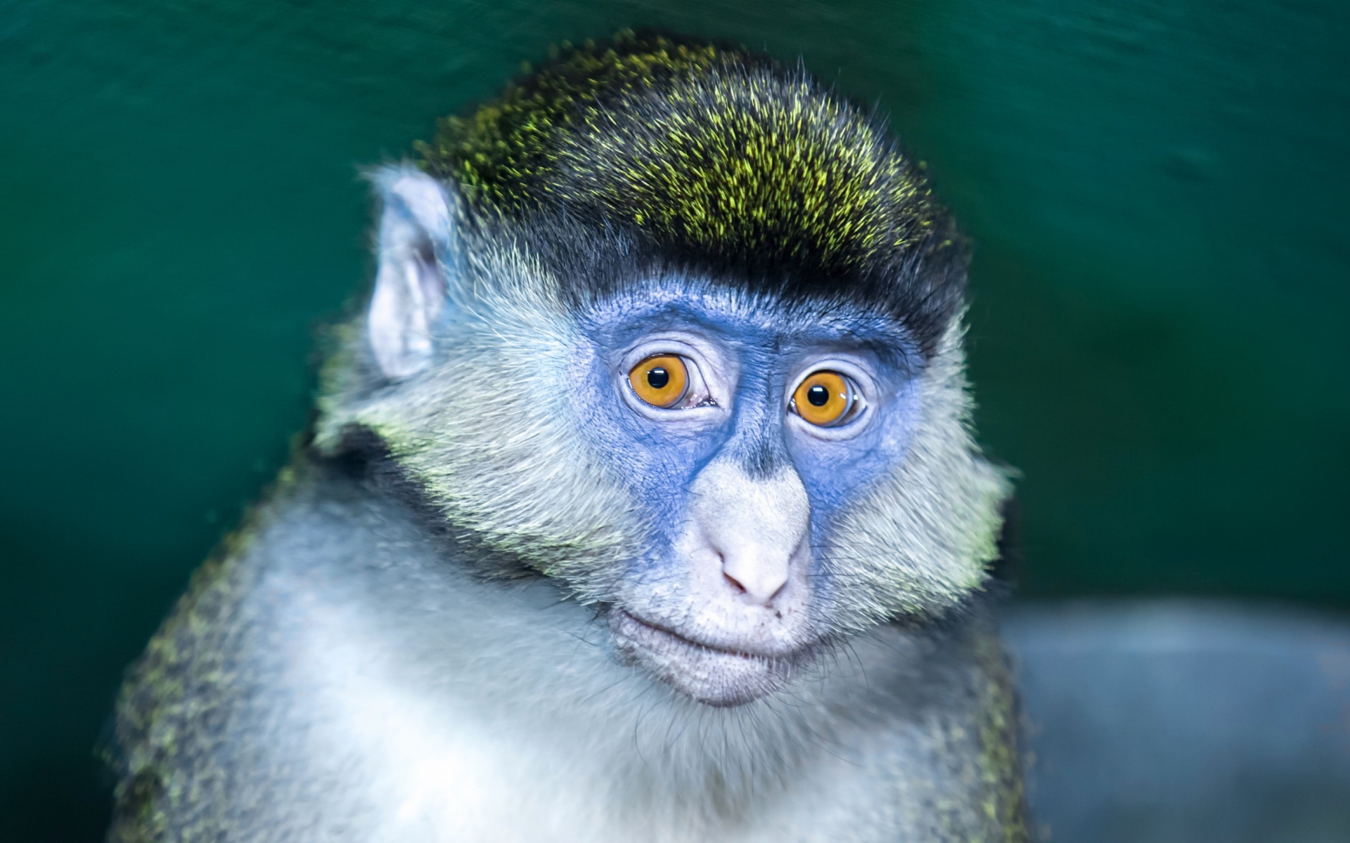 Мартышка с голубой мордой