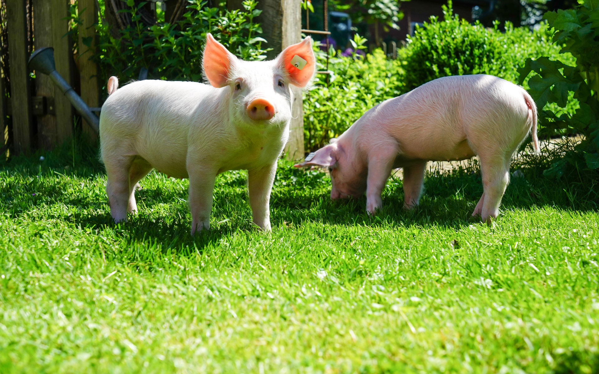 Два забавных розовых поросенка на зеленой траве