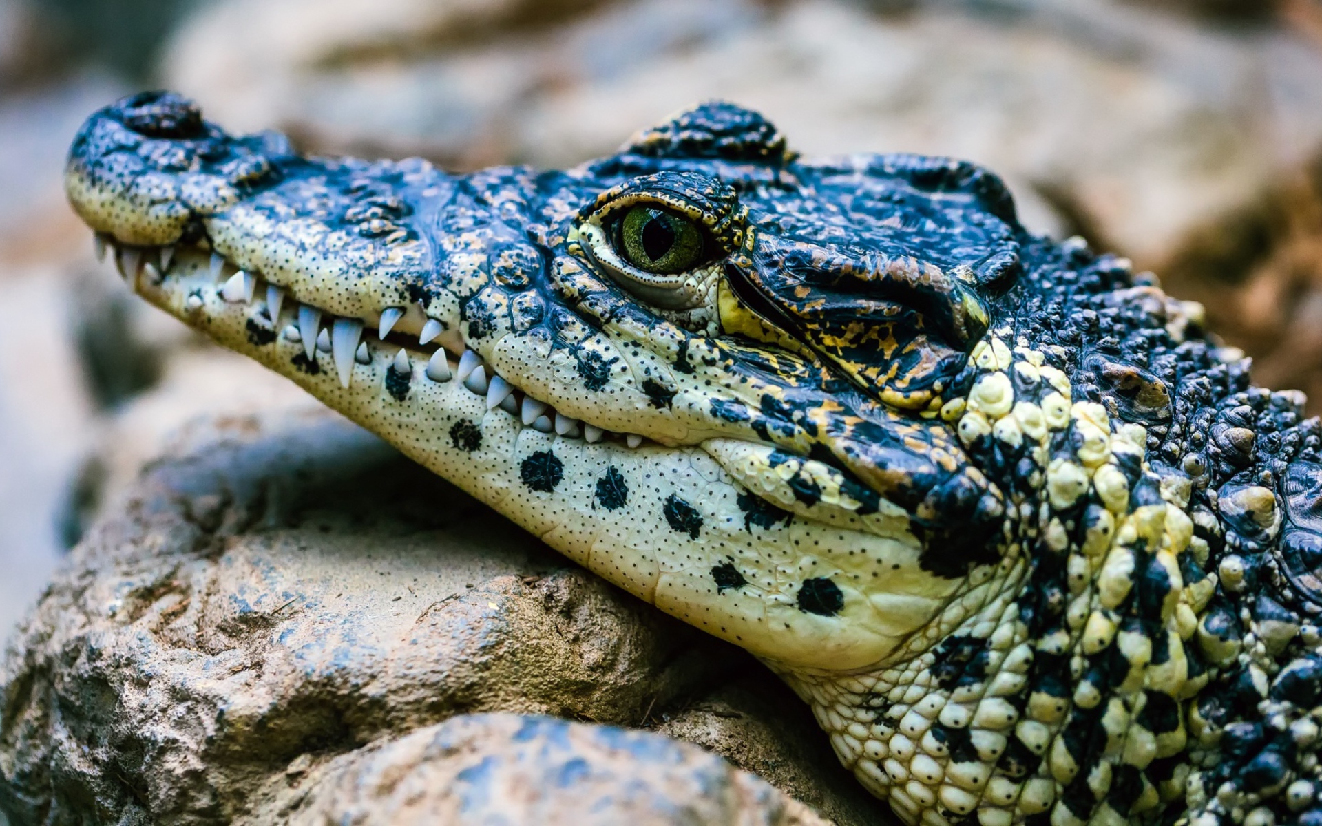 Крокодил отдыхает на камне 