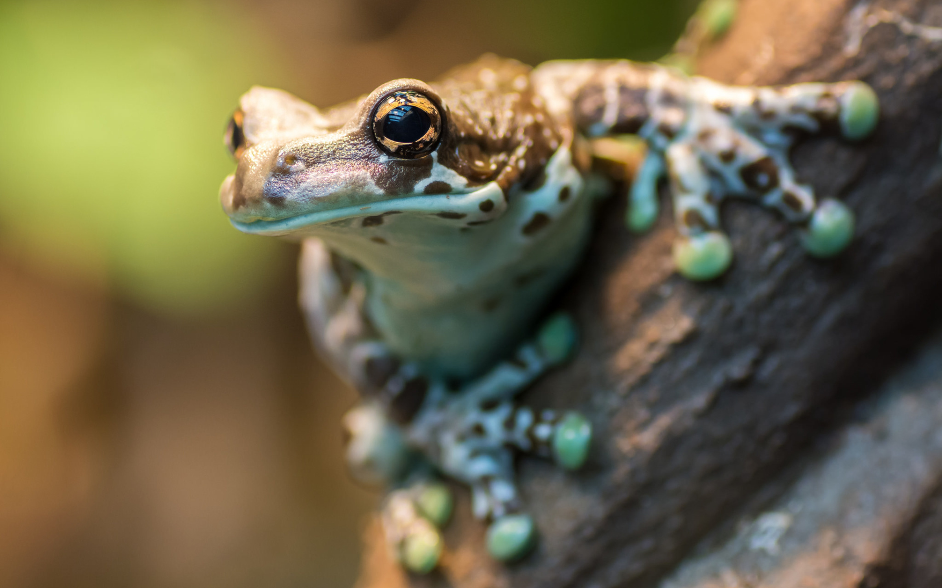 Лягушка на дереве крупным планом 