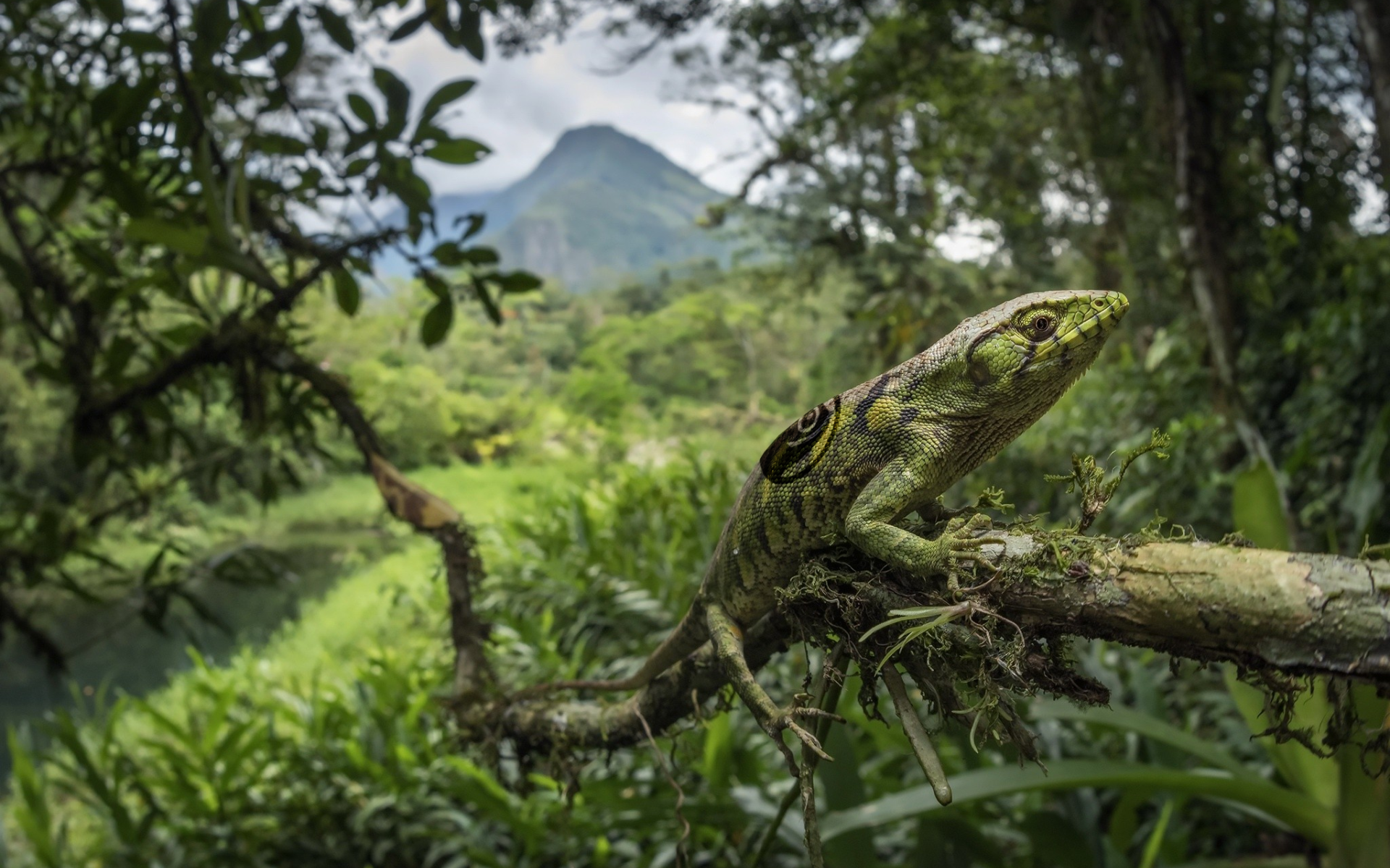 Зеленая большая ящерица на ветке дерева