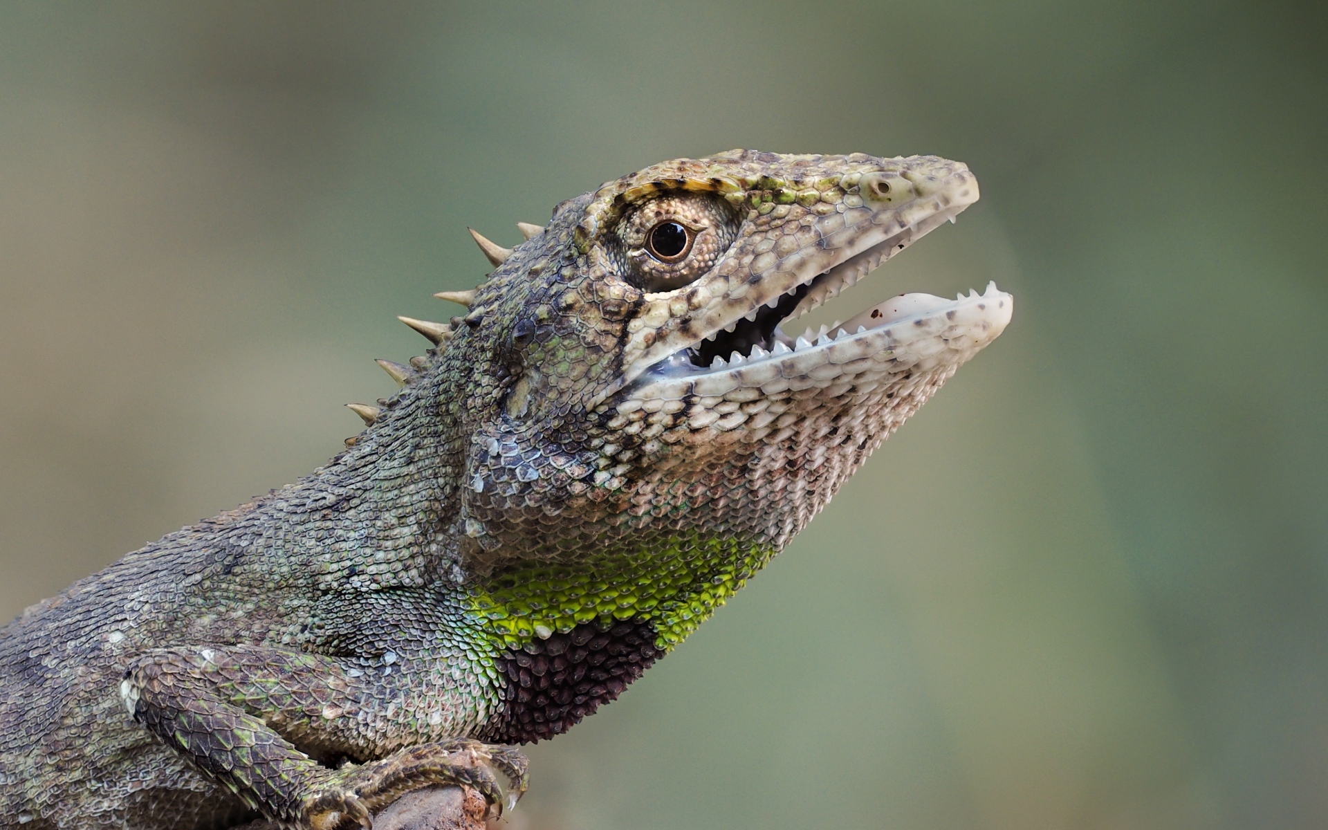Ящерица с открытым ртом сидит на скале