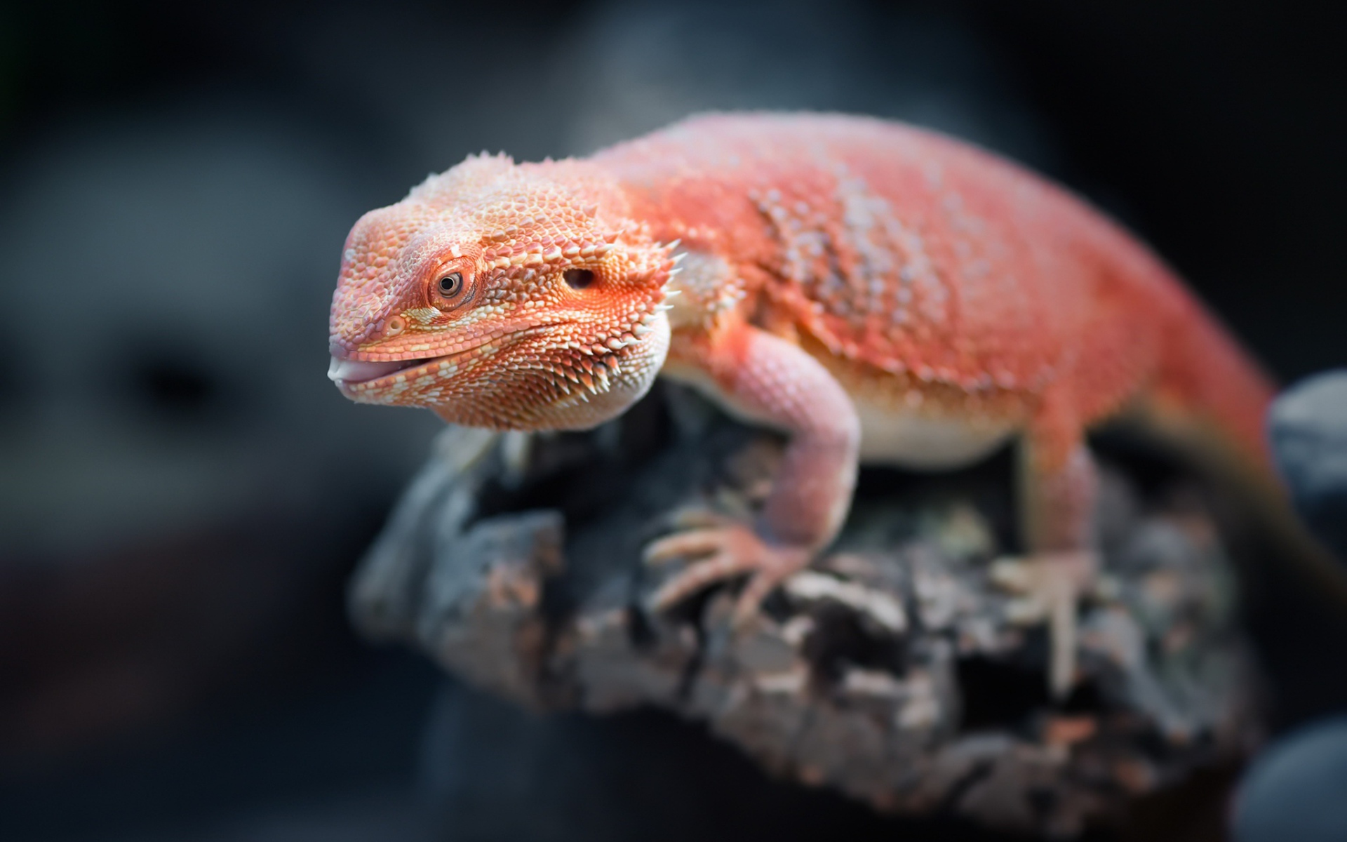 Оранжевая бородатая агама сидит на камне 