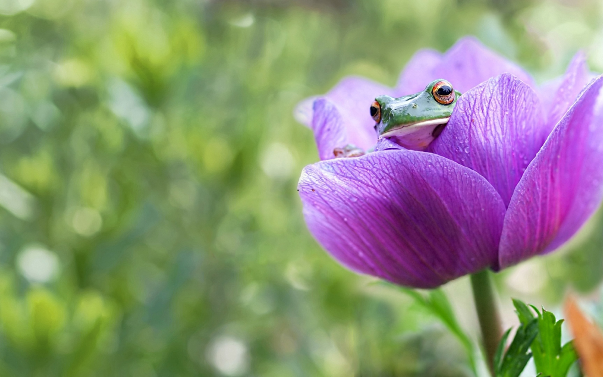 Лягушка сидит в сиреневом цветке 