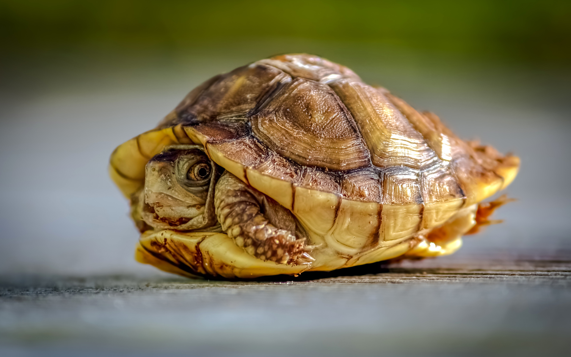 Черепаха спряталась в панцире крупным планом